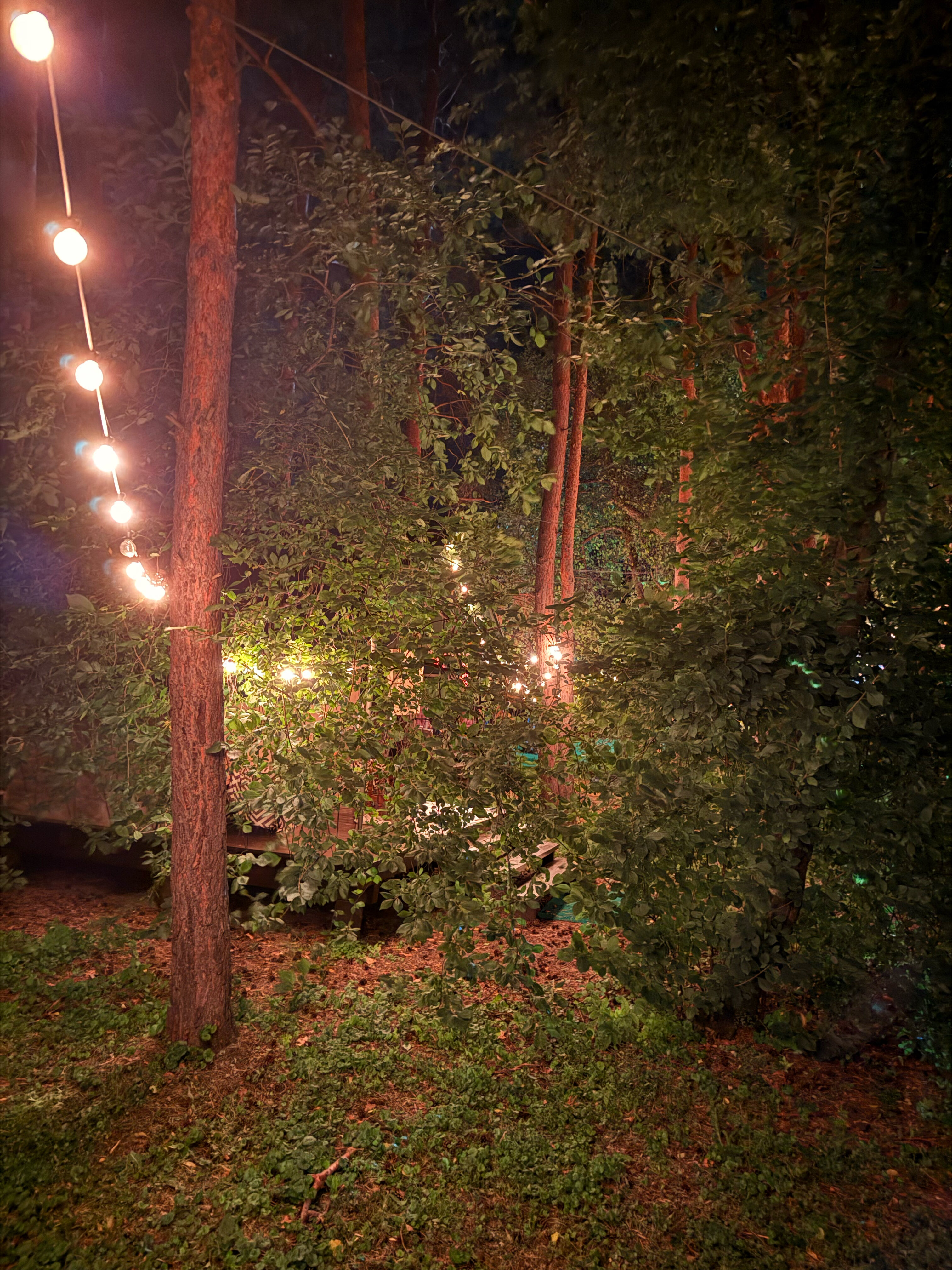 Фото Лесная семья