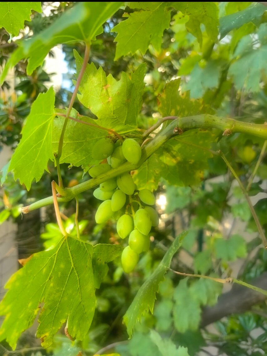 Фото Сахалин