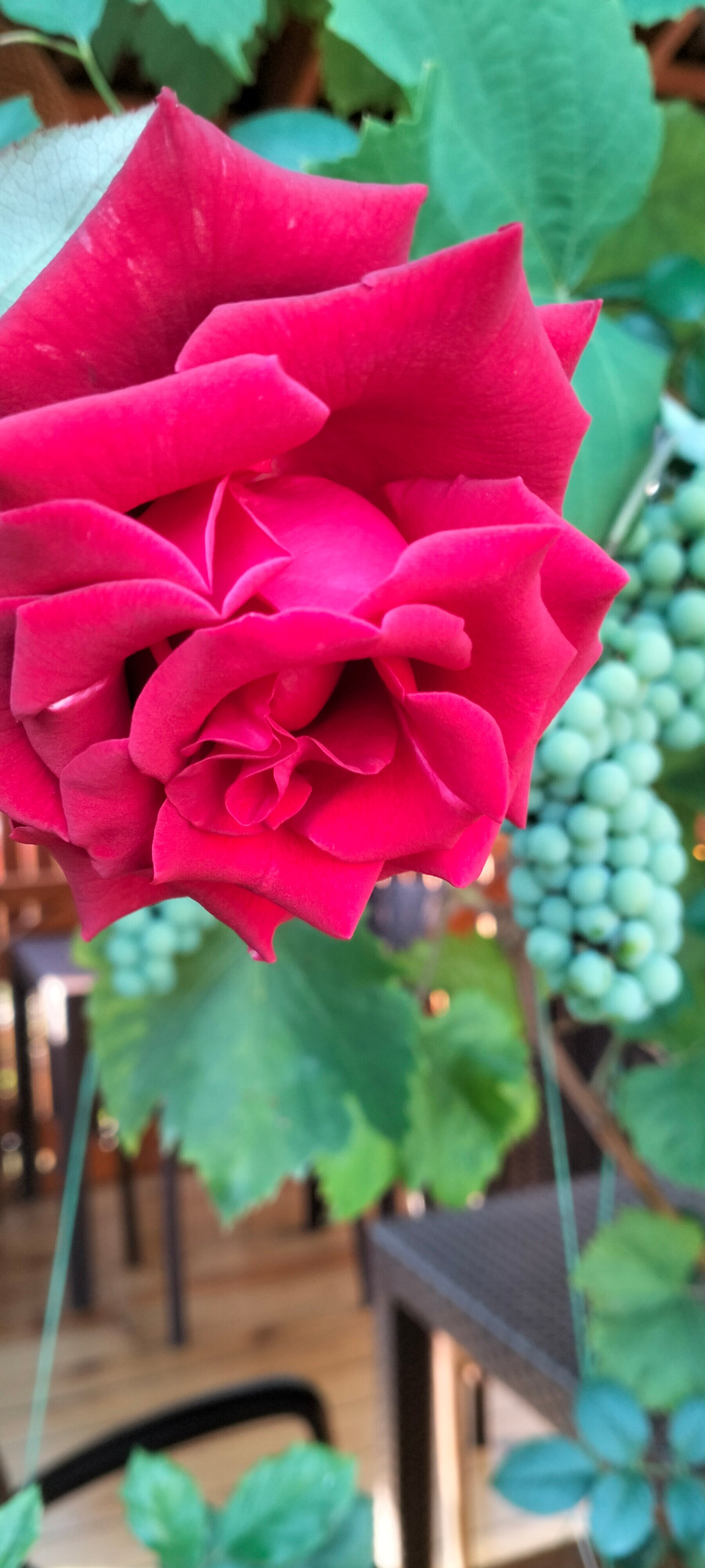 Фото Малина