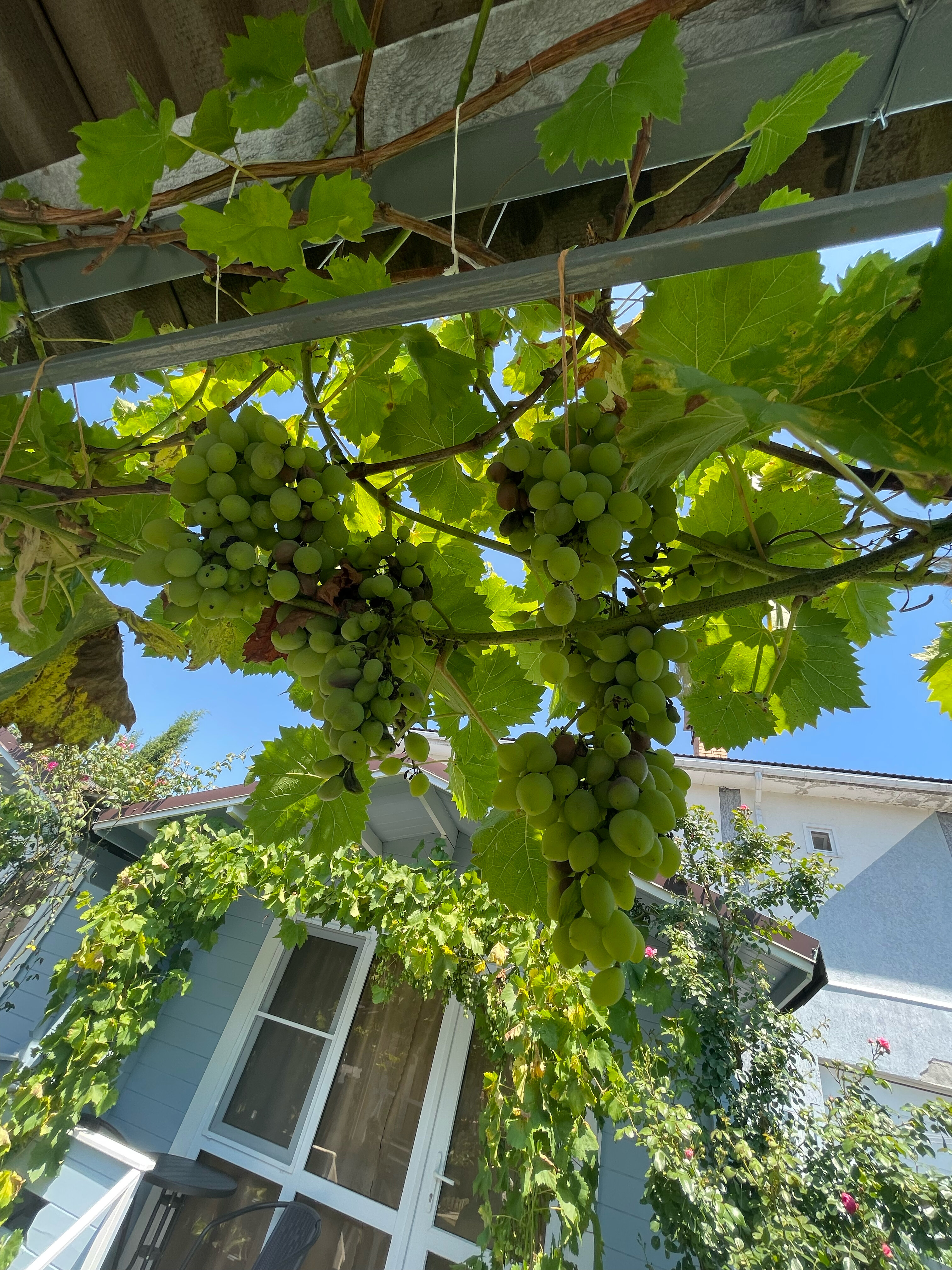 Фото Вилла Лаванда