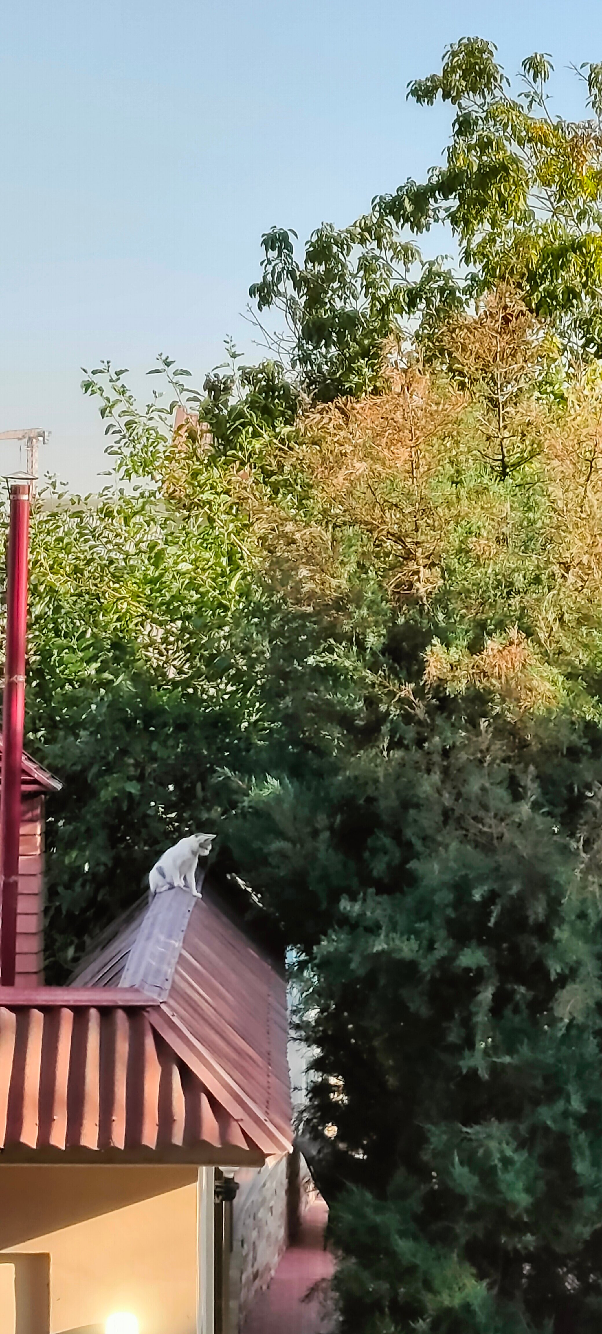 Фото Viardo hotel