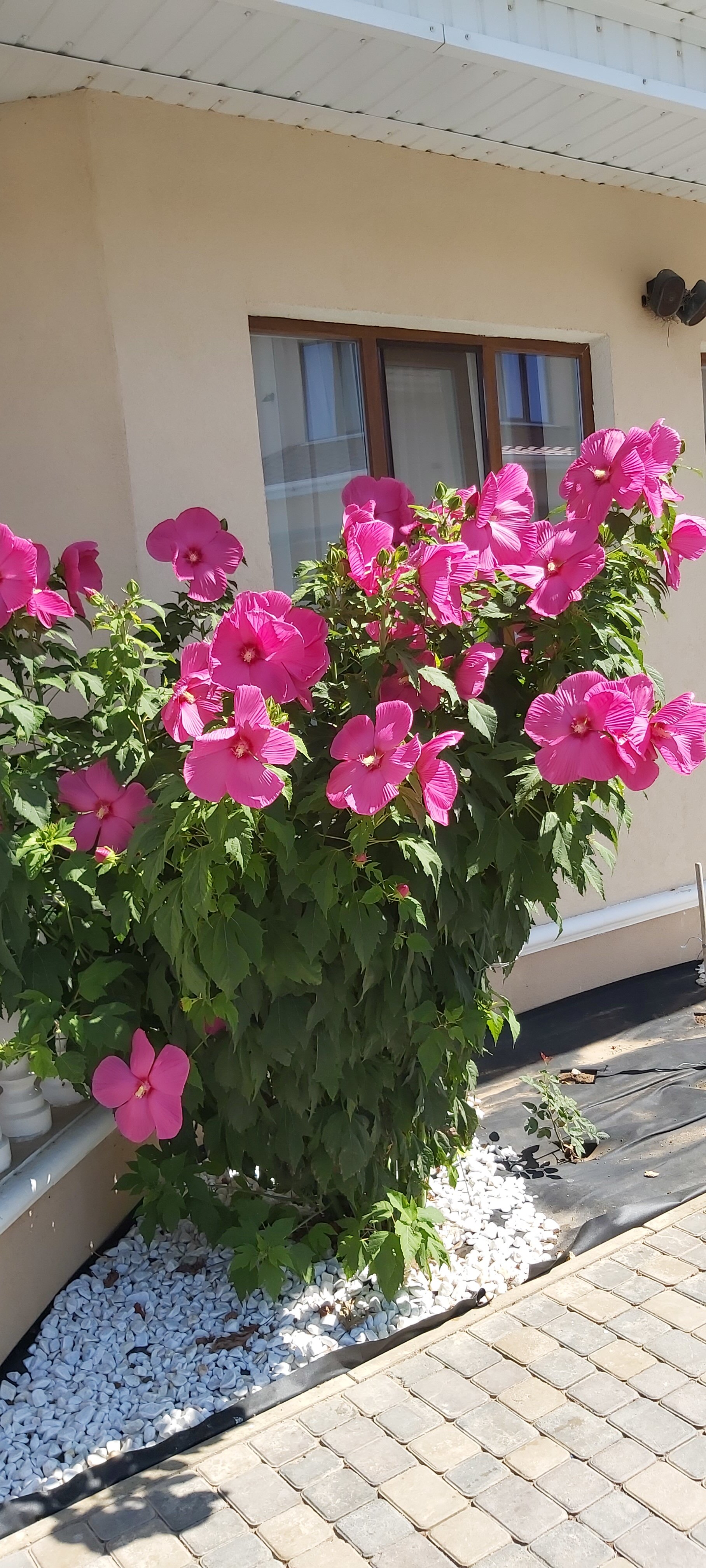 Фото Эмили Вилладж Витино