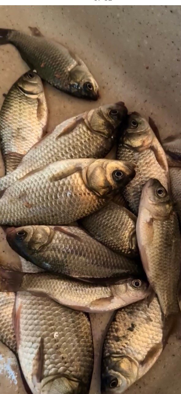 Фото Экодом у пруда