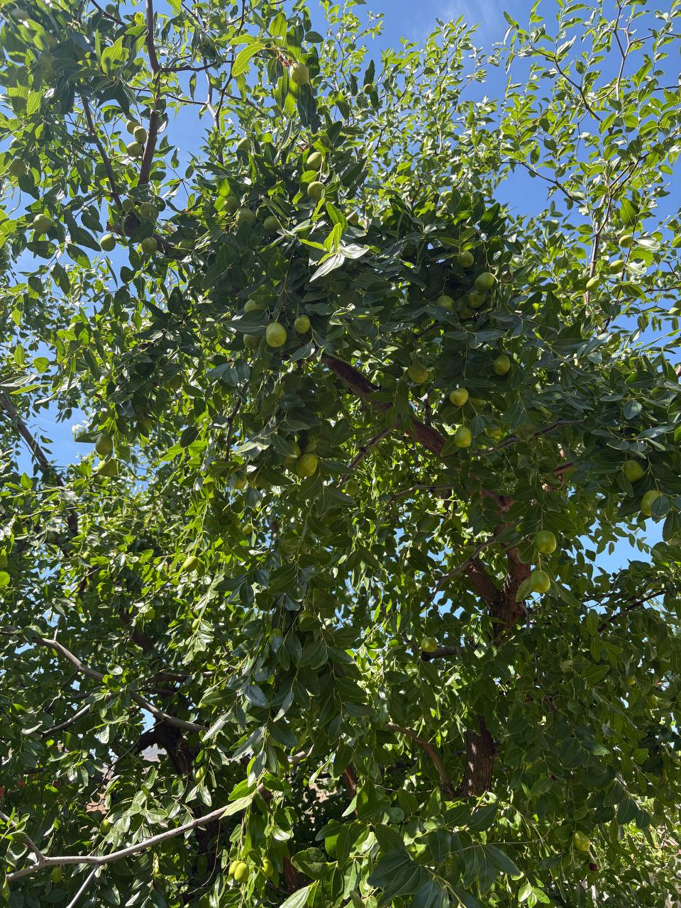 Фото Звездный