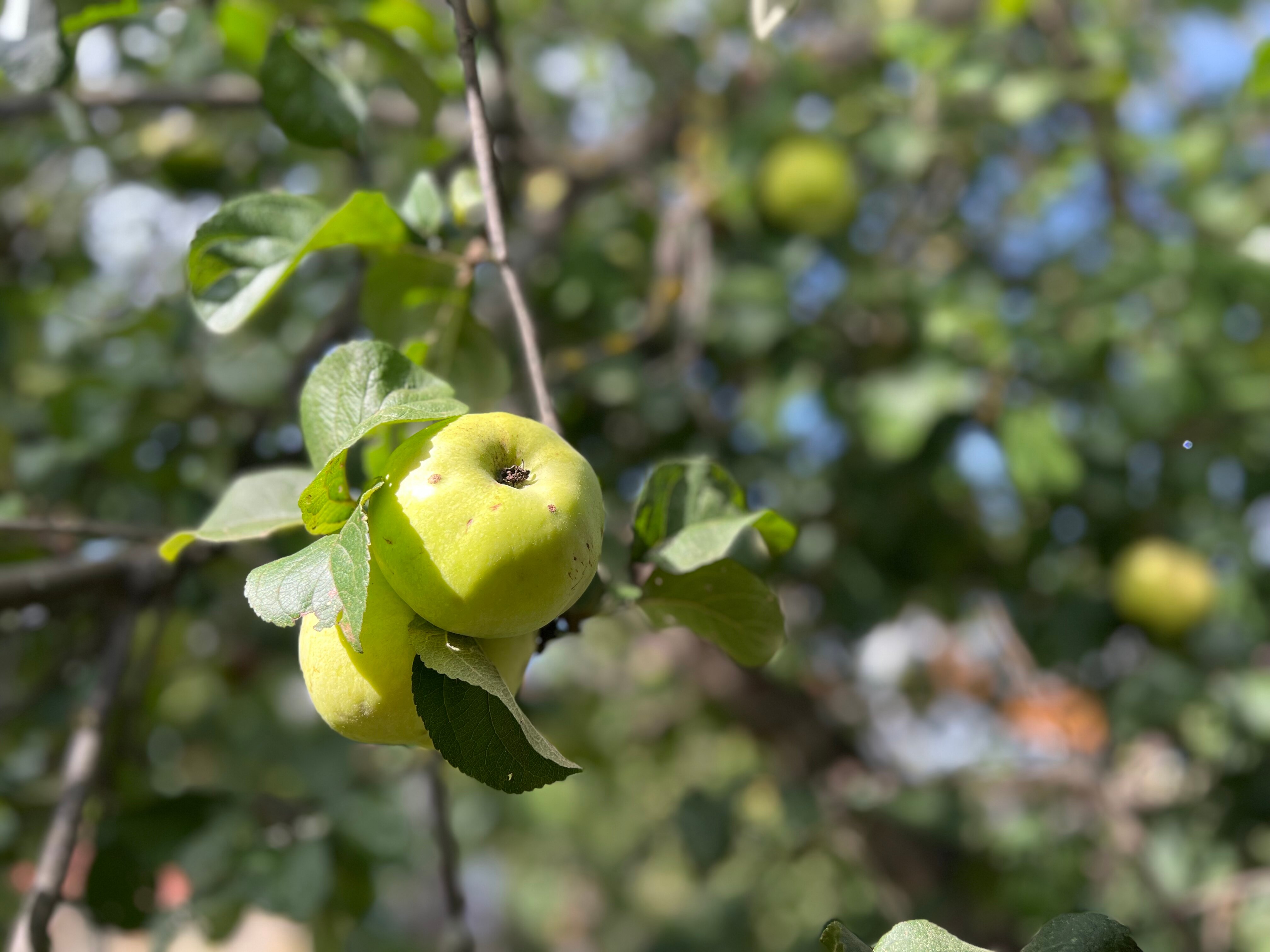 Фото СуздальСад