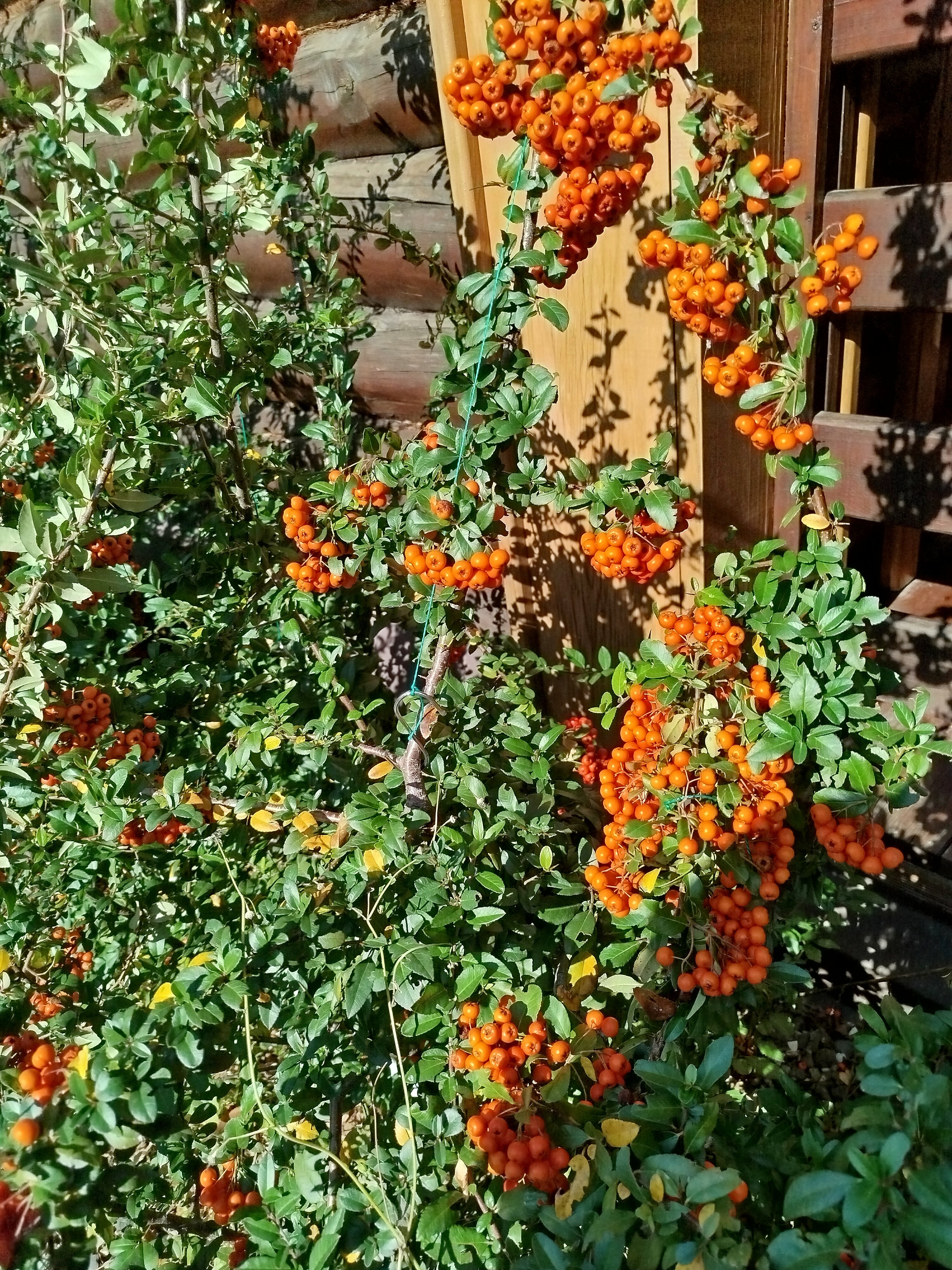 Фото Теремок