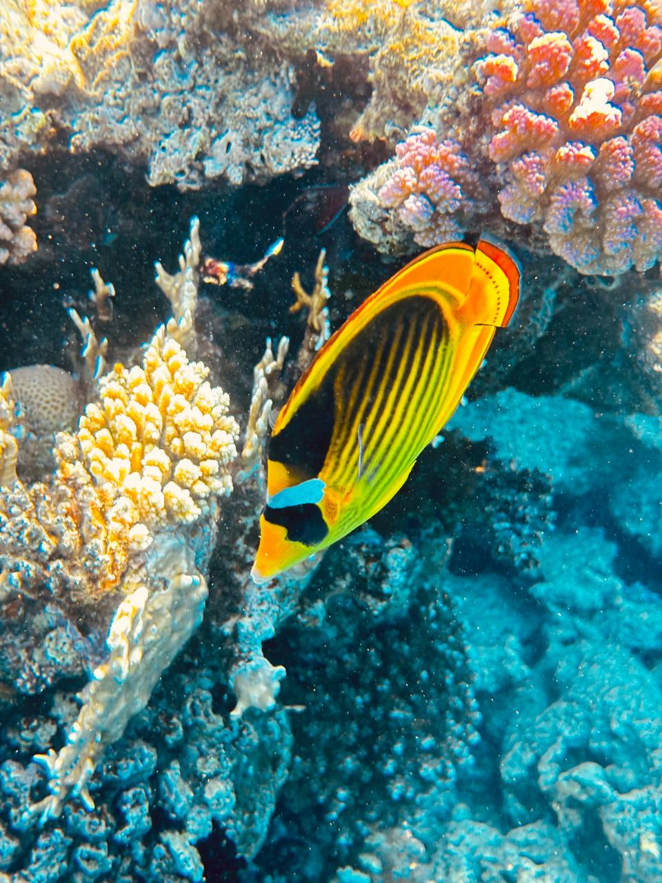 Фото Rixos Radamis Sharm El Sheikh