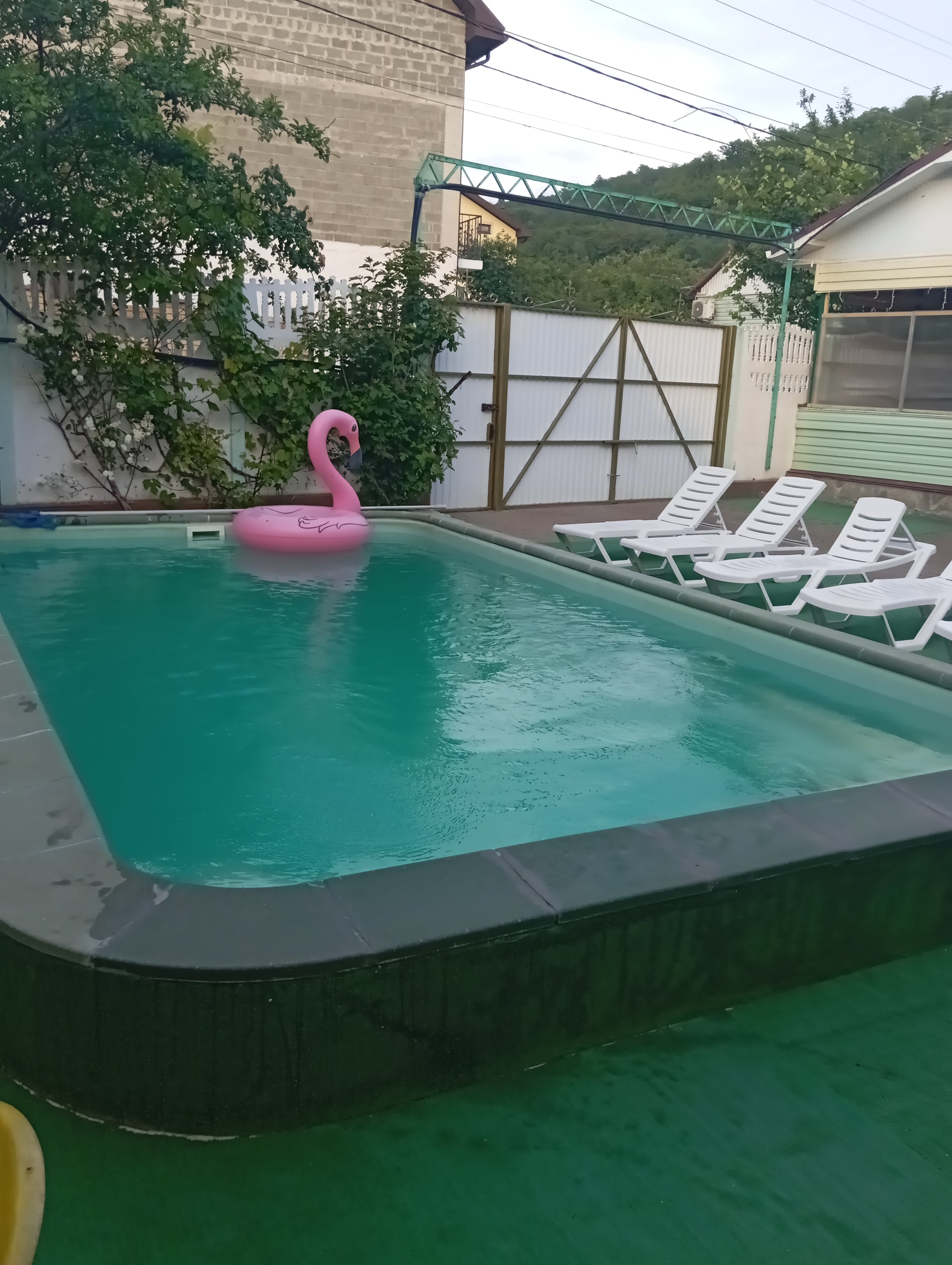 Фото Серебристая Чайка