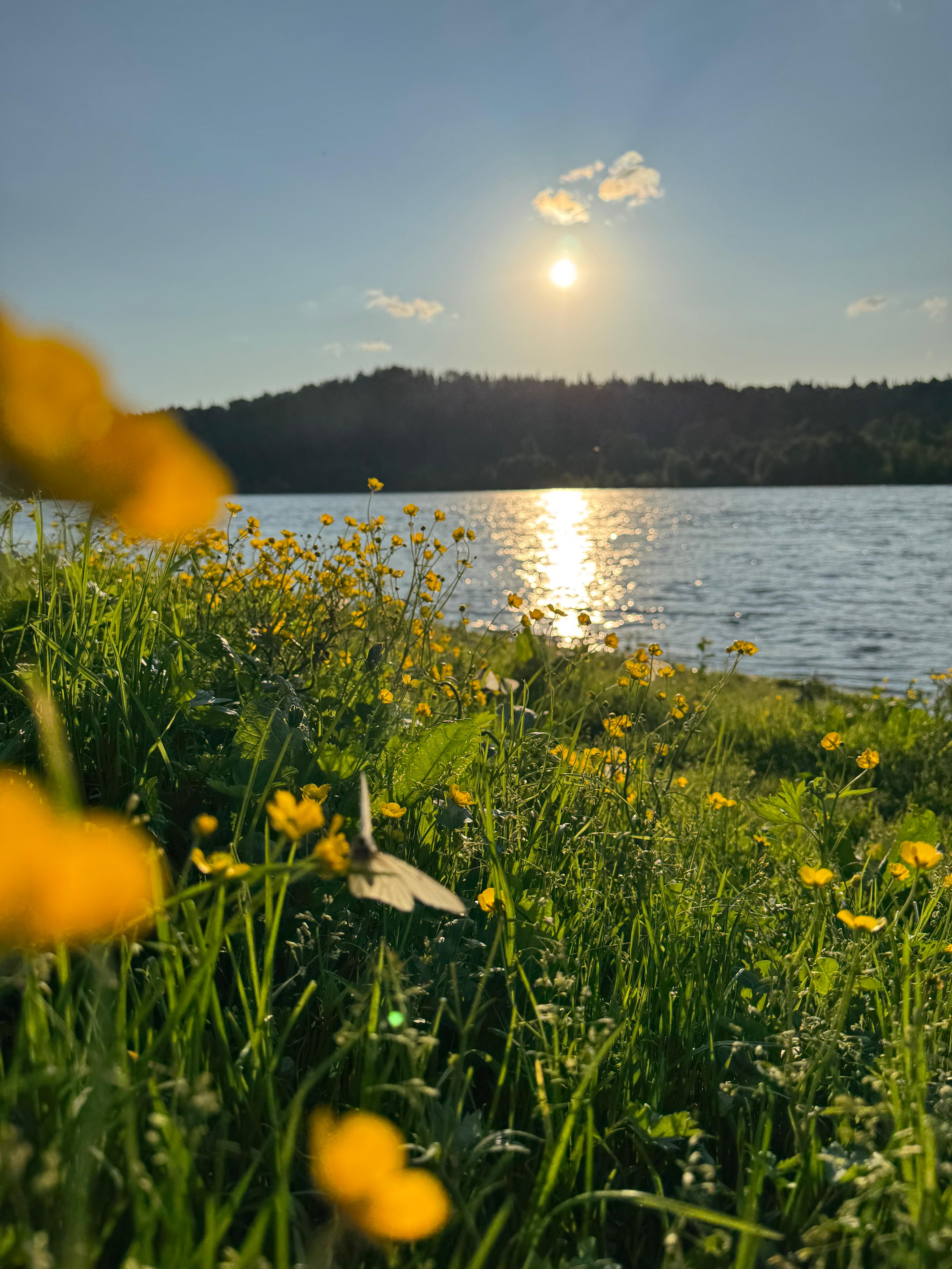 Фото Рыжий кот