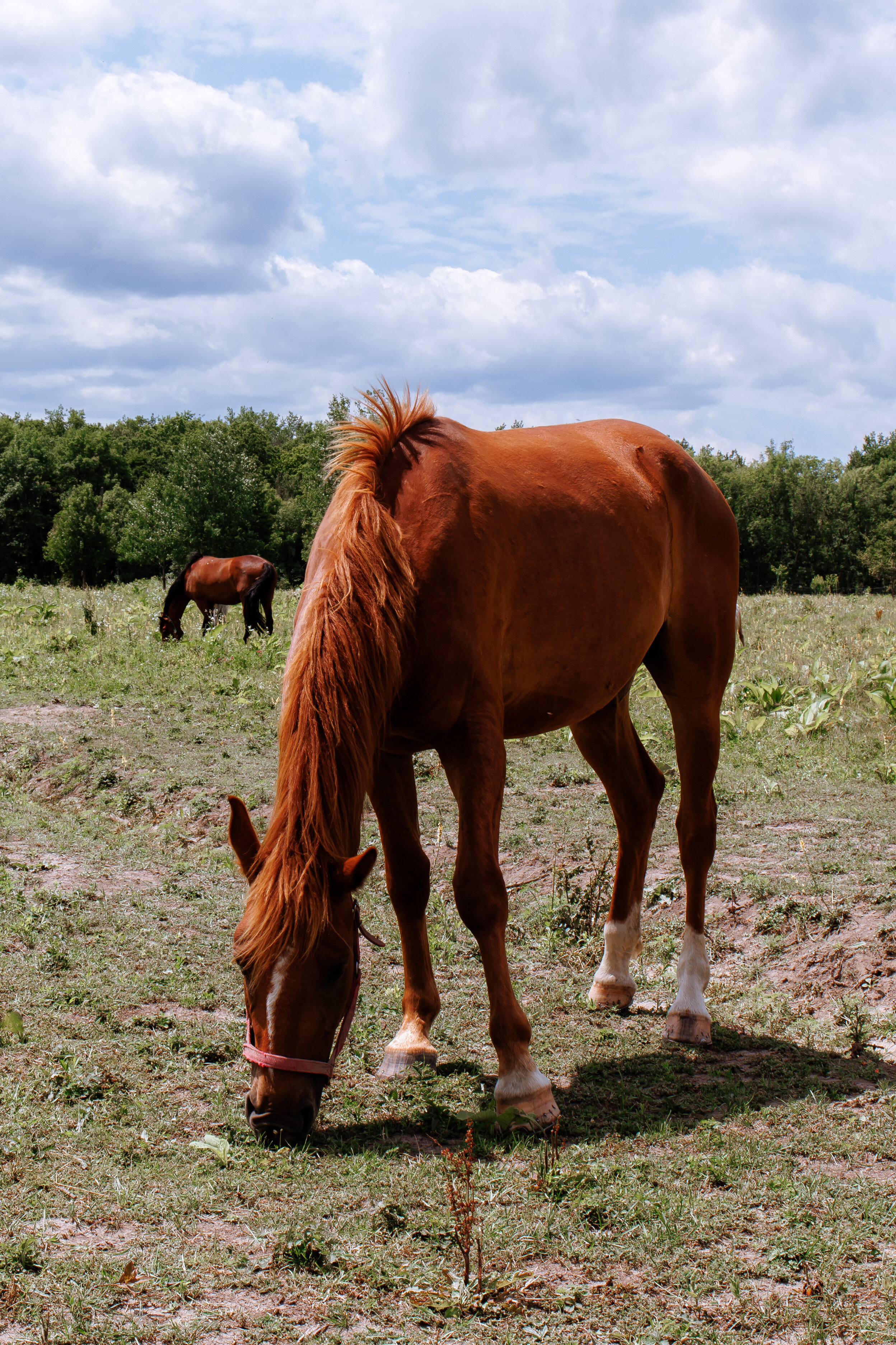 Фото Клевер Парк