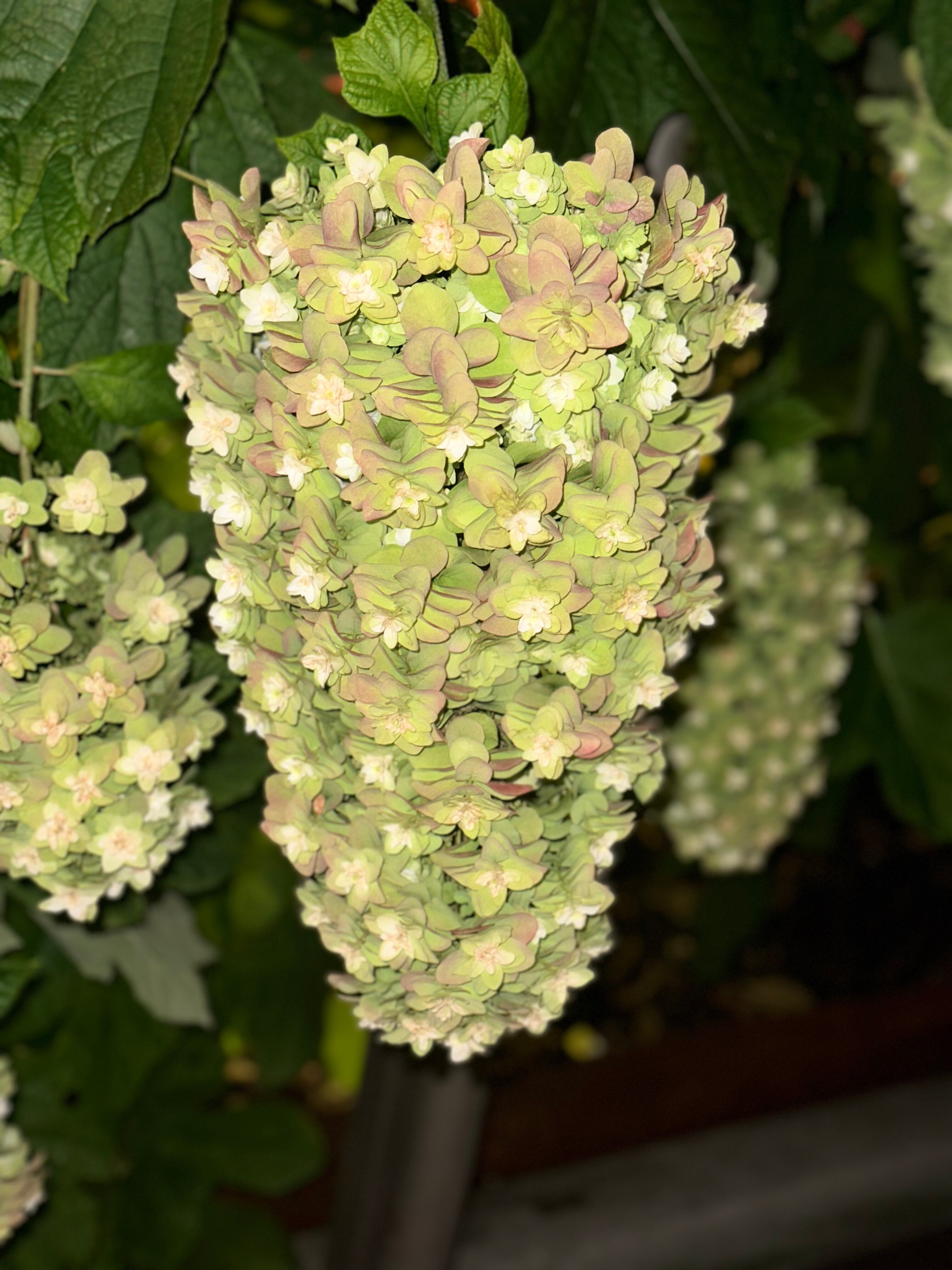 Фото NH Collection Venezia Grand Hotel Palazzo dei Dogi