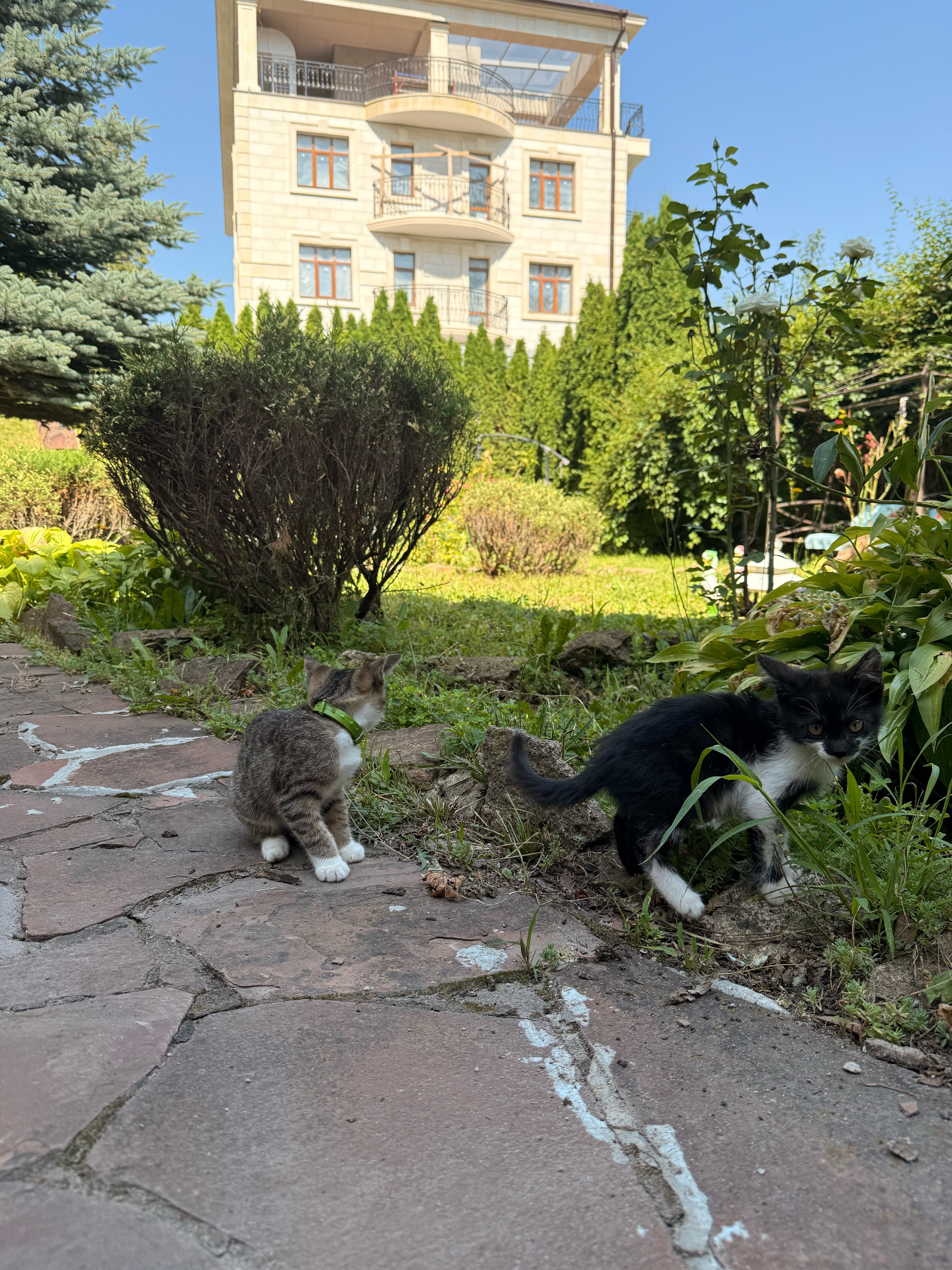 Фото Золотой Гусь