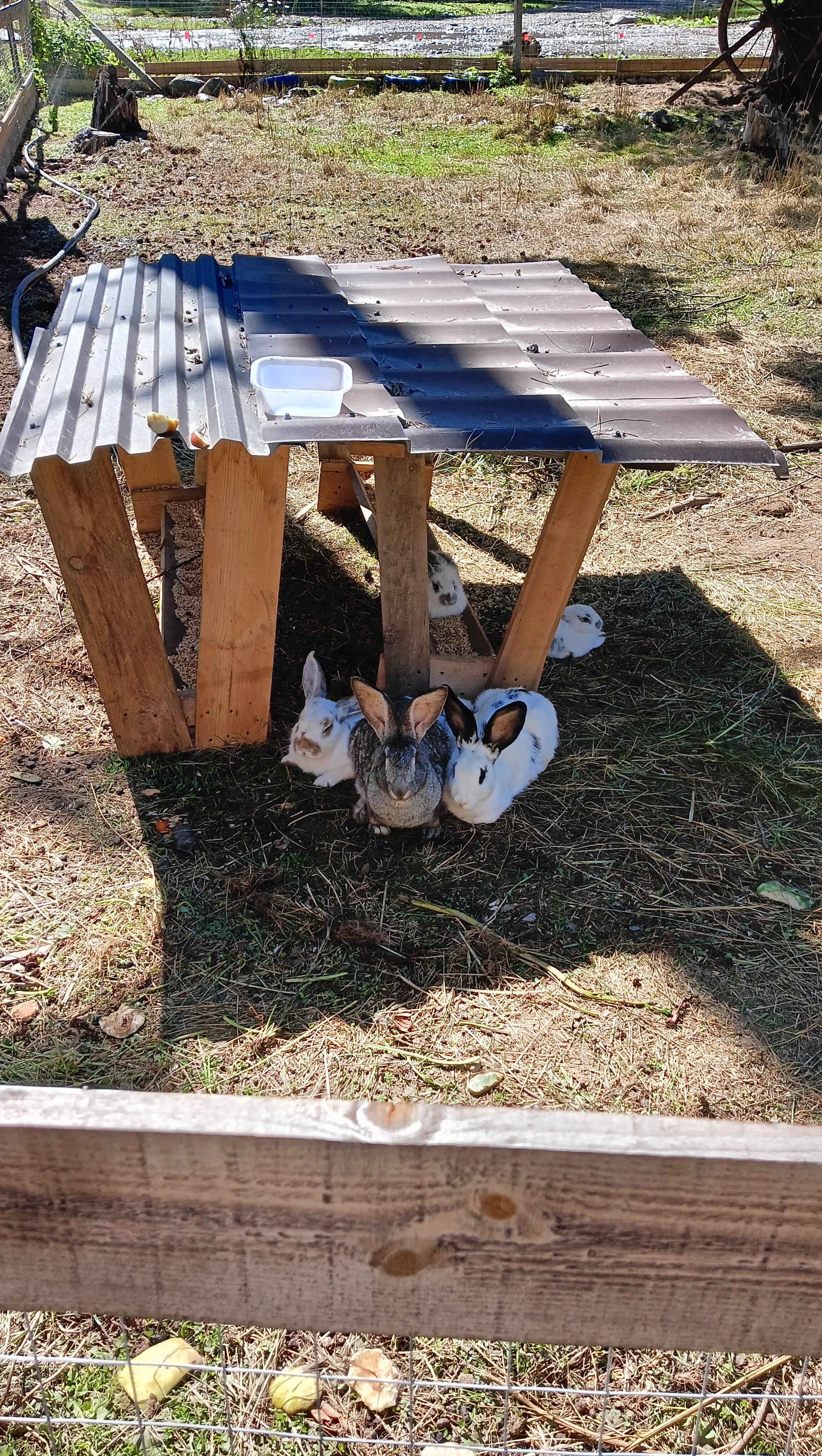 Фото Лесной кот