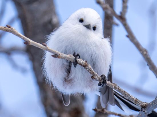 Фото Sapporo Grand Hotel