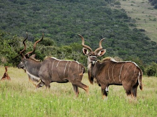 Внешний вид отеля Greystone Guest House в Муниципалитете Куге, фото 4