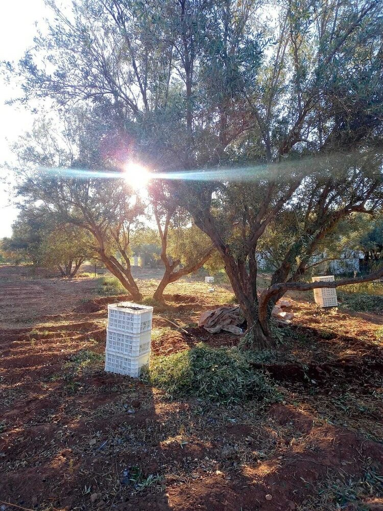 Фото La Ferme El Dar