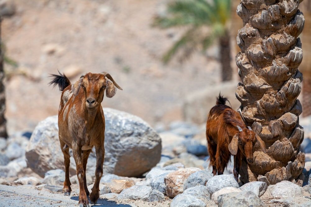 Фото Six Senses Zighy Bay
