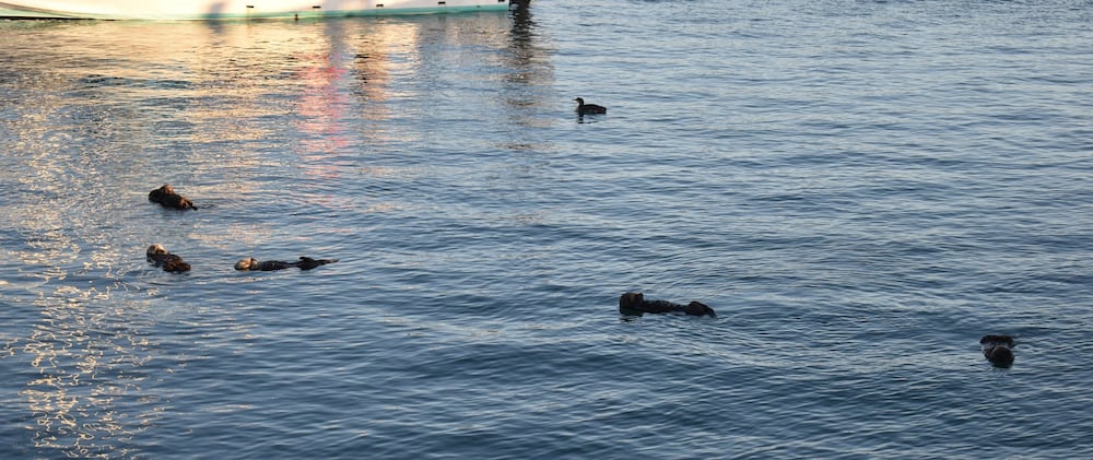 Фото Rockview Inn and Suites