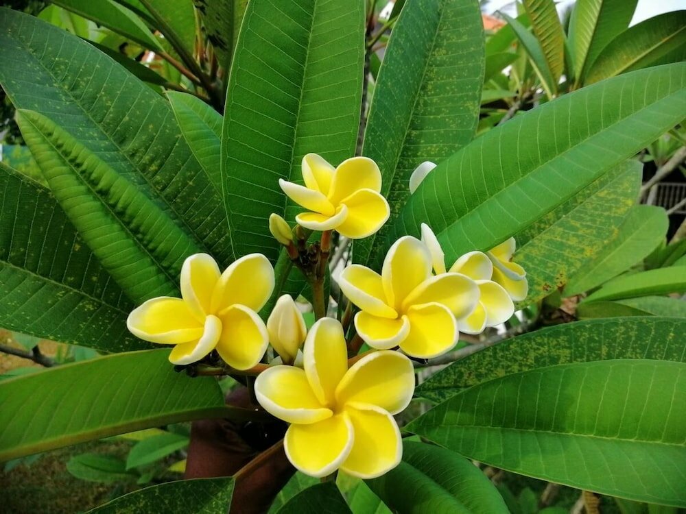 Фото Thambili cabanas