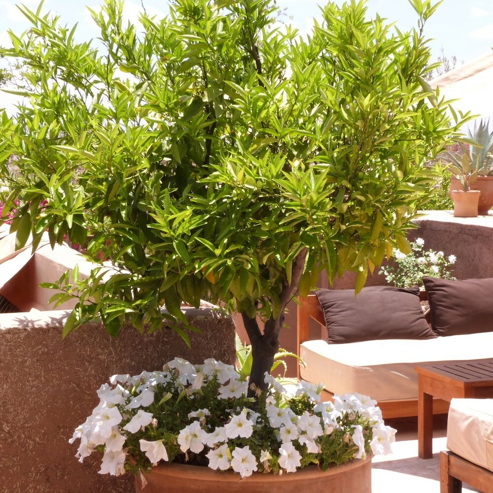 Фото Riad Al Ksar & SPA