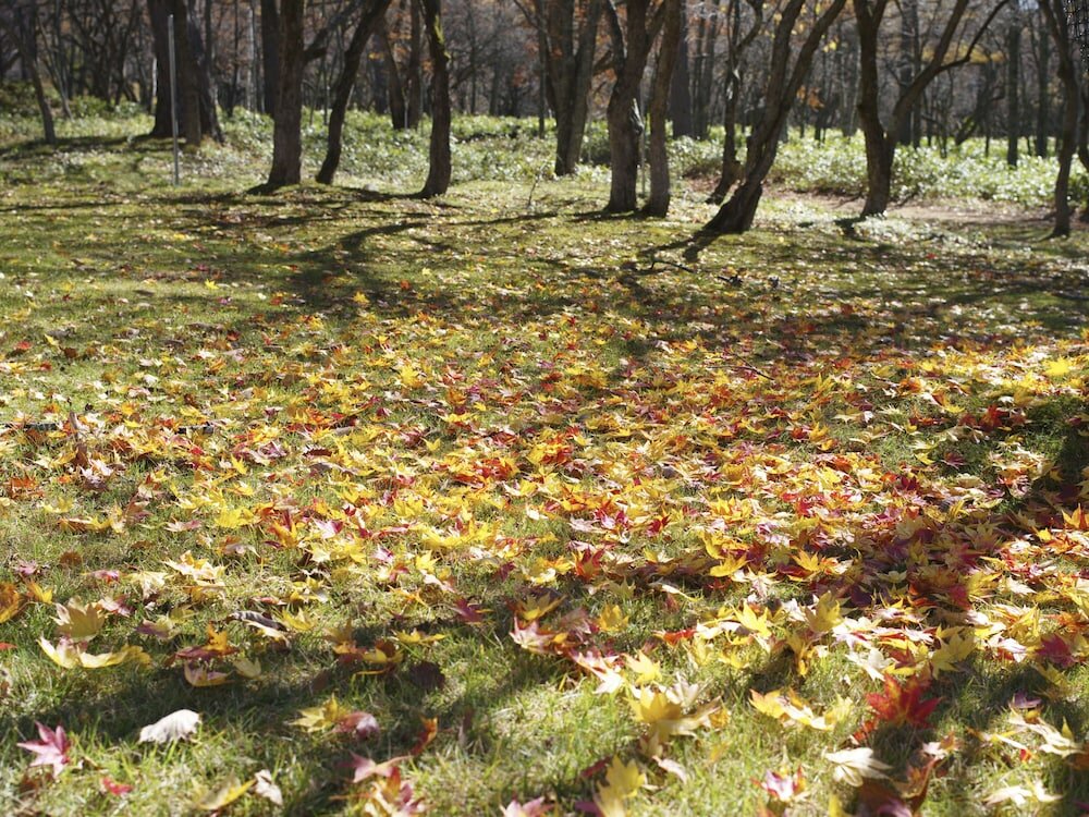 Фото Nikko Astraea Hotel