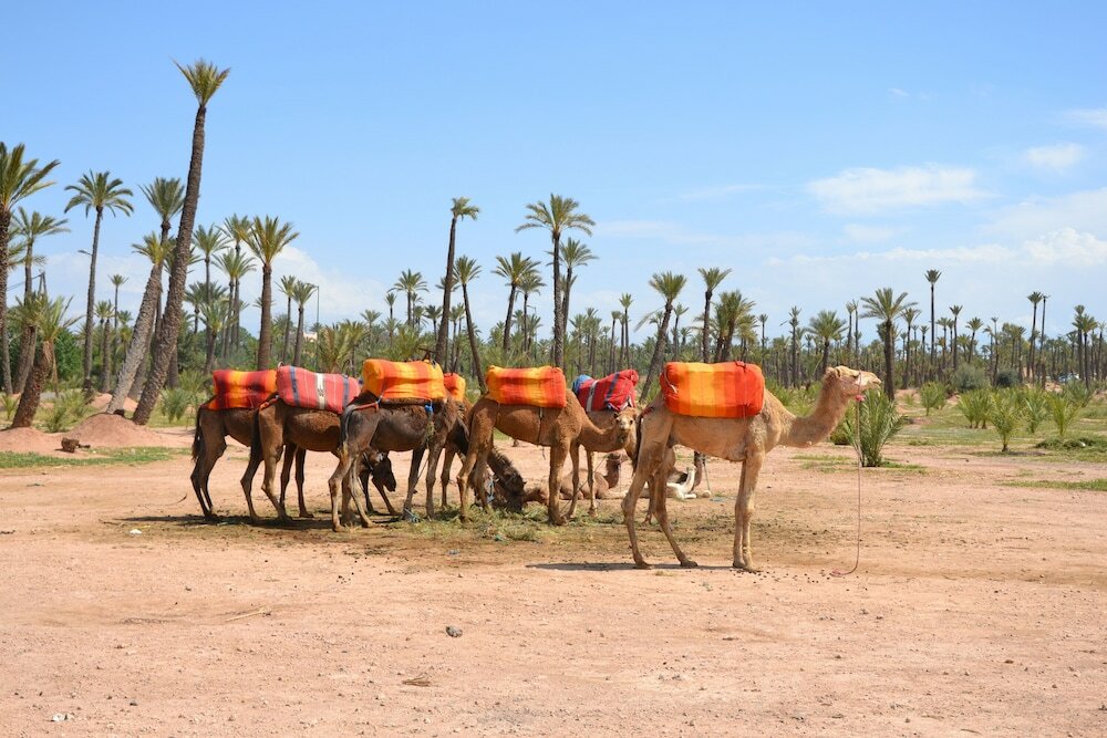 Фото Résidence Dar Lamia Marrakech