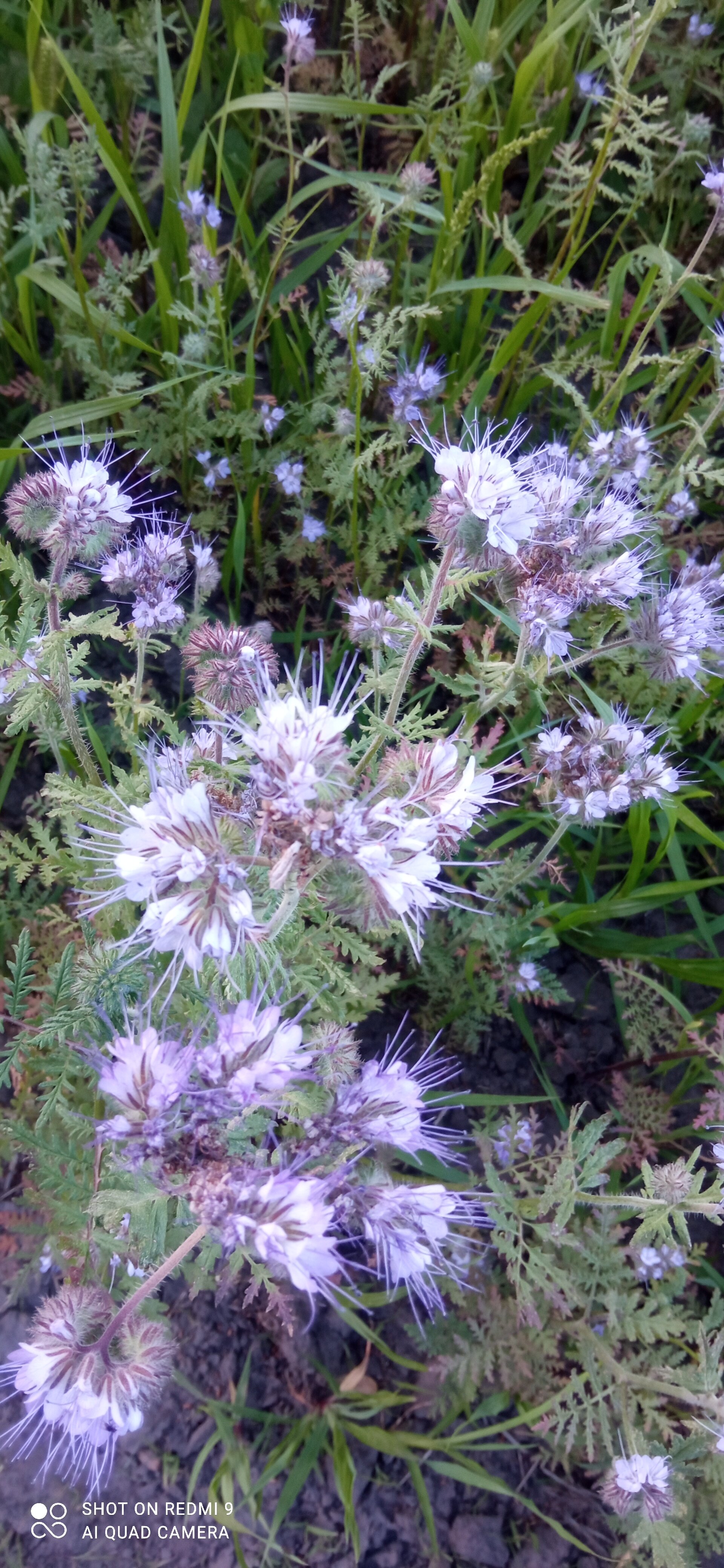 Фото Домики Бородино