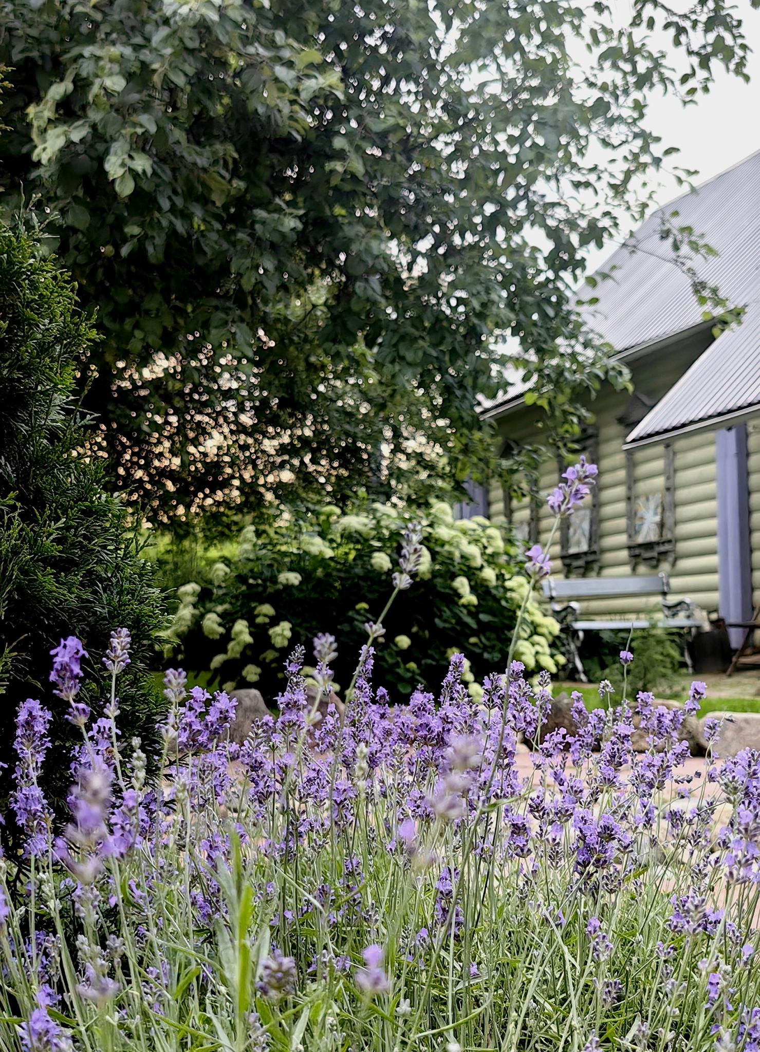 Фото Лавандовый сад