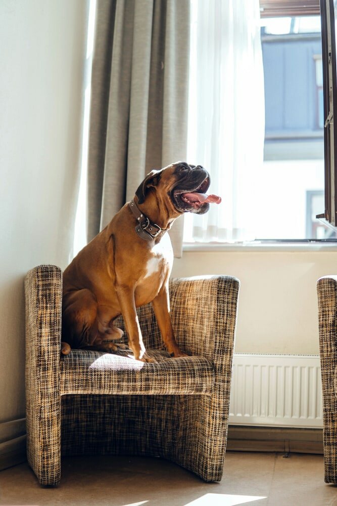 Фото Rija Domus Hotel