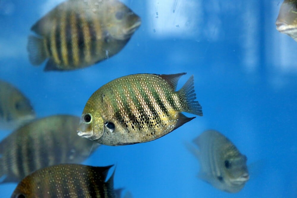 Фото The Raviz Calicut