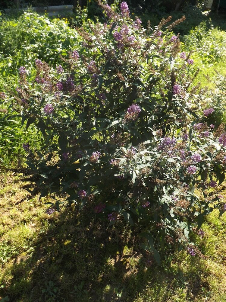 Фото Helios Apartman Hotel