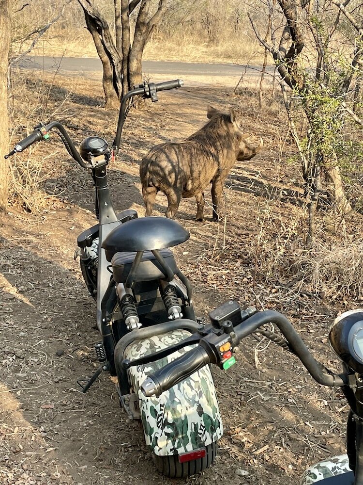 Фото Lindiwe Safari Lodge