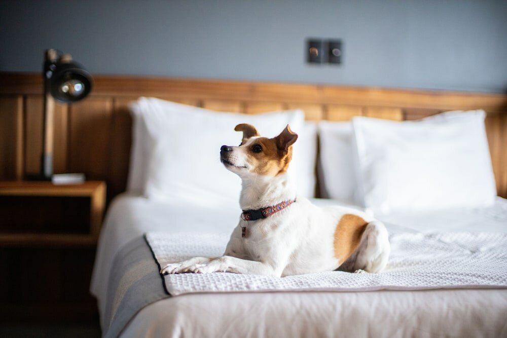 Фото Hotel Bellavista