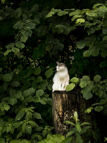 Гостиница Фореста Фестиваль Парк в Подмосковье