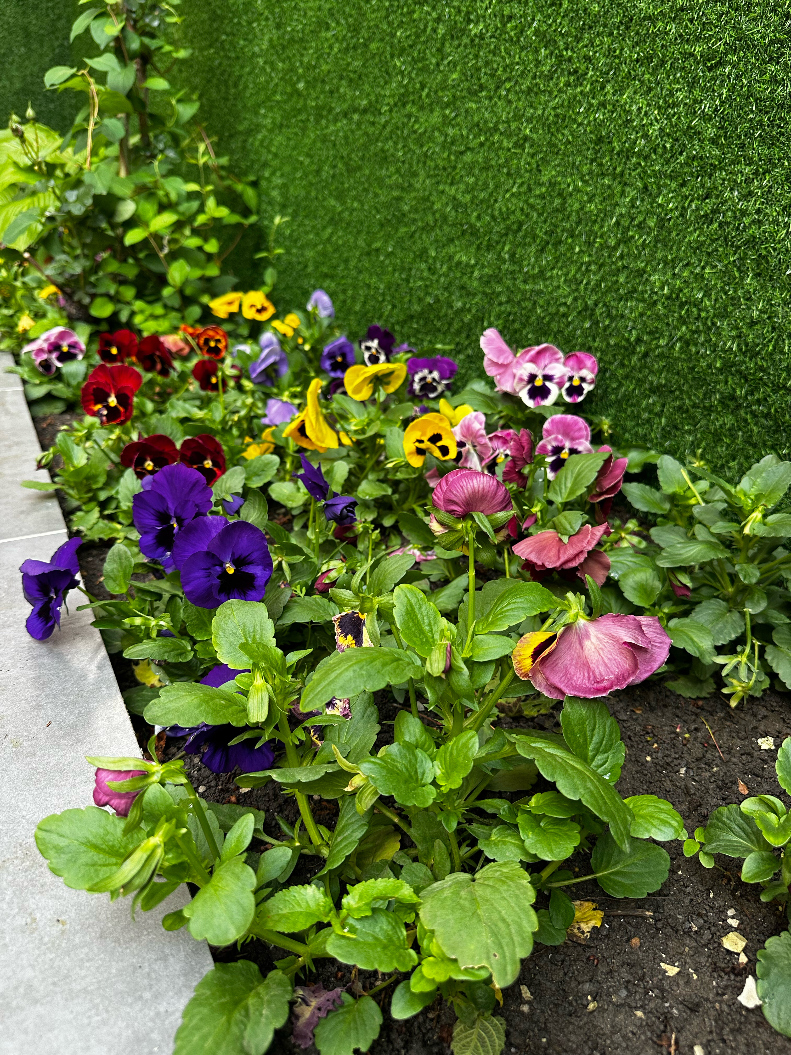 Фото Жемчужина 23