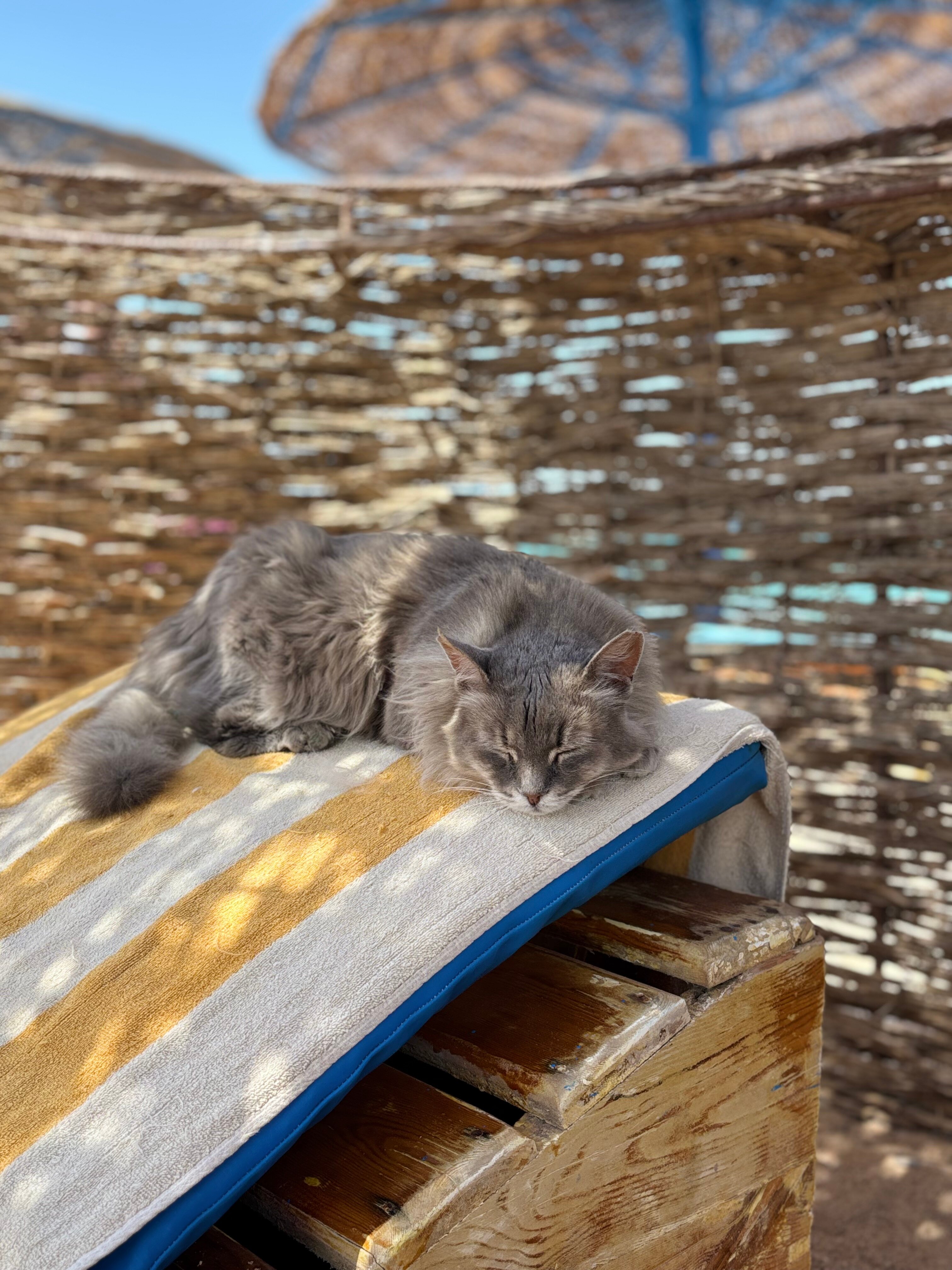 Фото Royal Star Empire Beach Resort