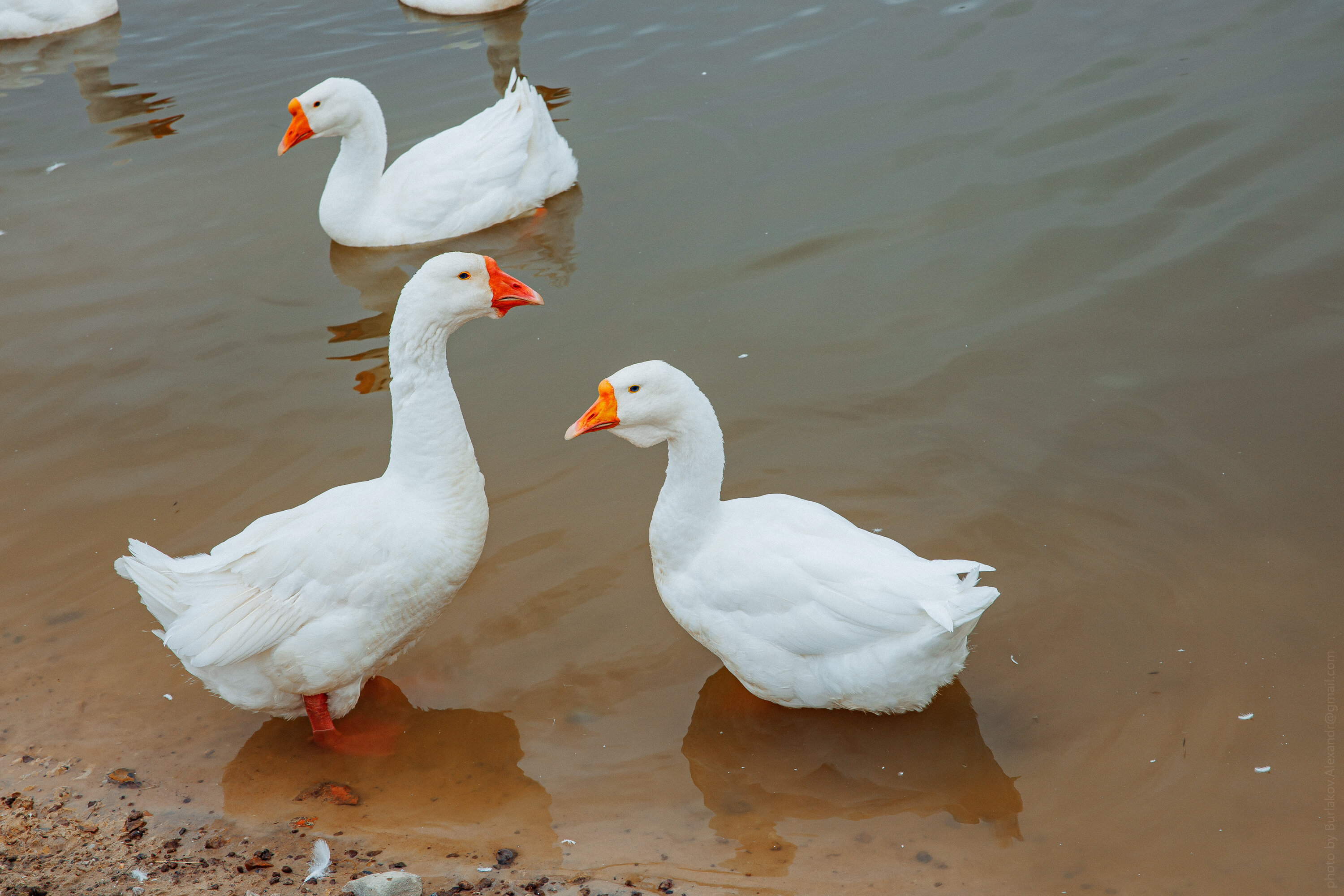 Фото БлагоДача