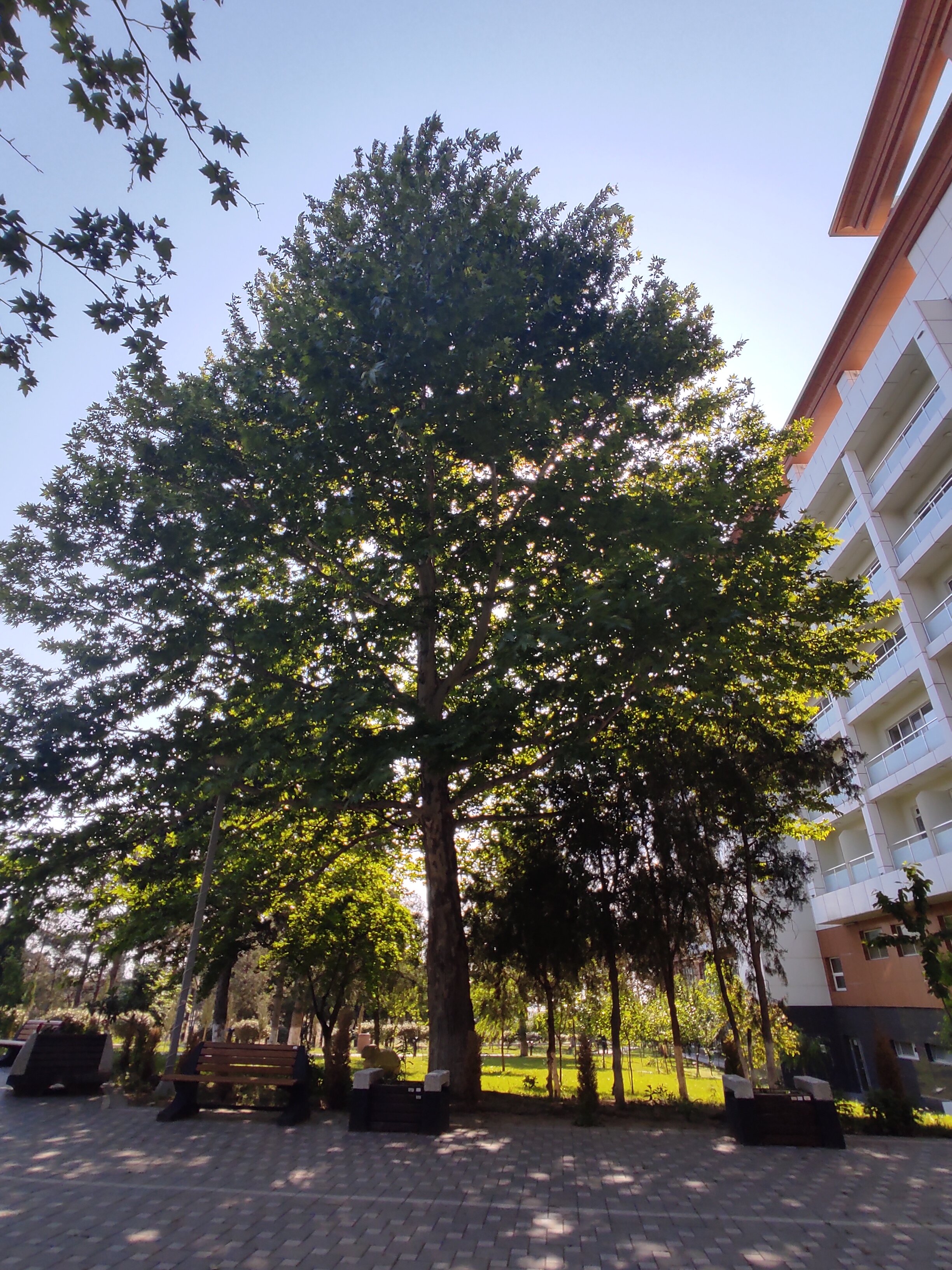 Фото Chinar Health Hotel Naftalan