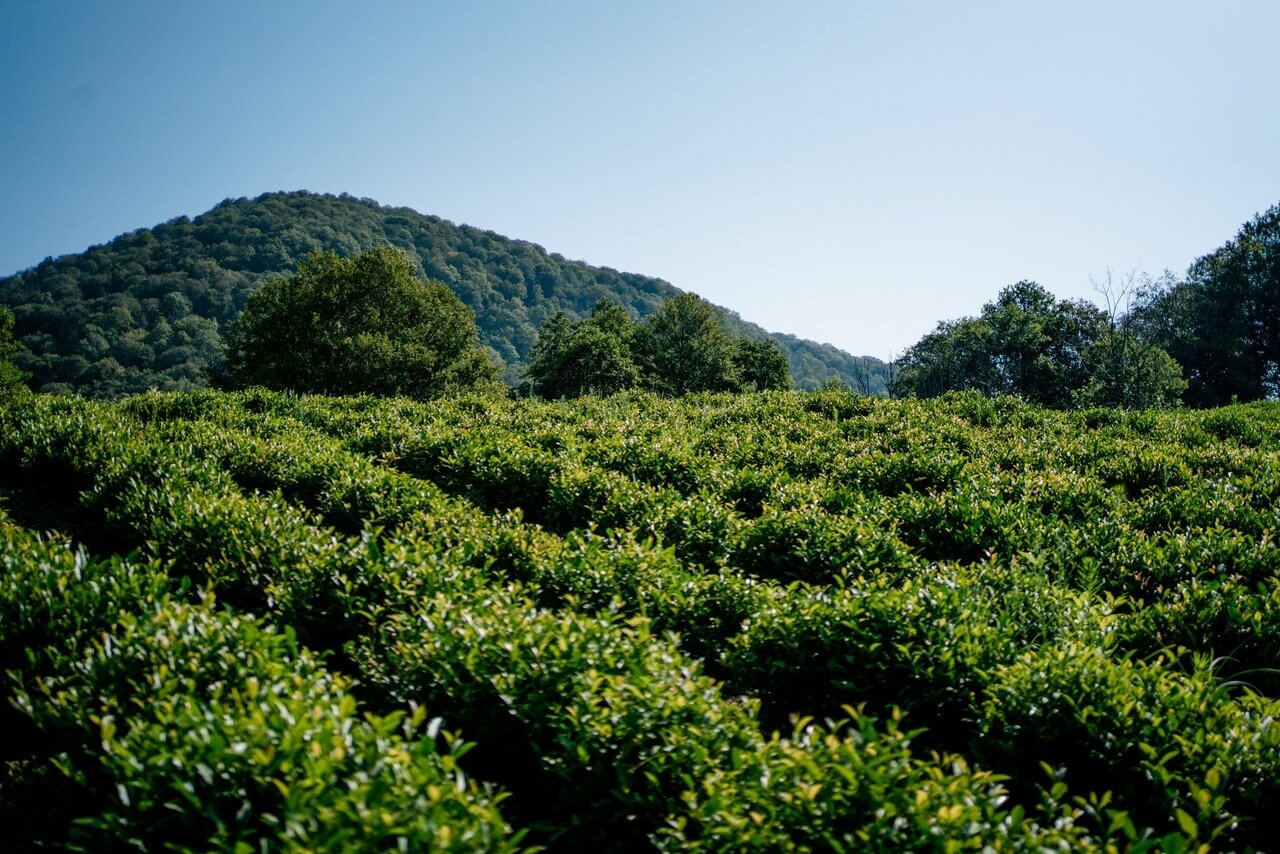 Фото Вилла Домики