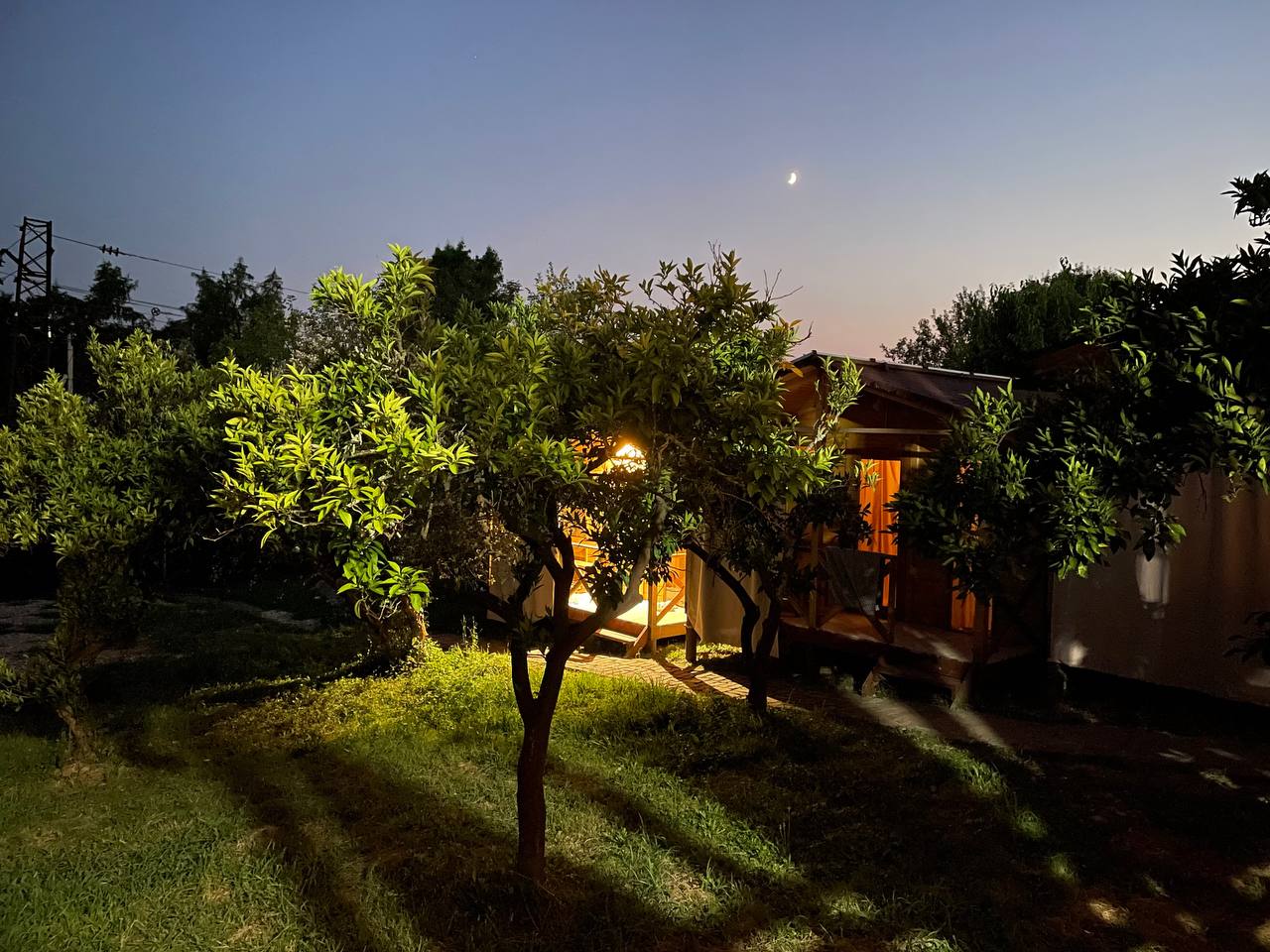 Фото Феникс