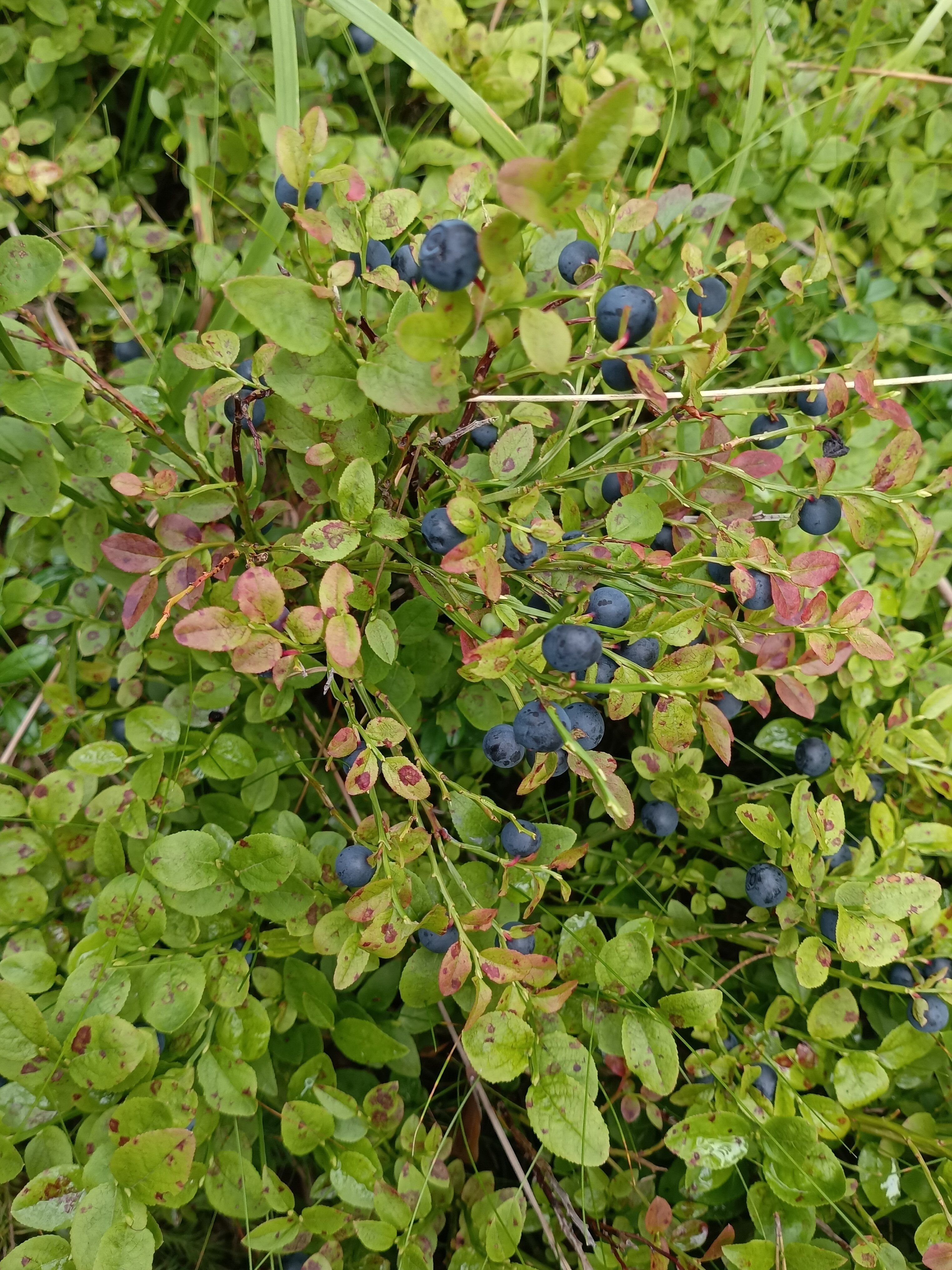 Фото Klever House, Стеклянный Ручей