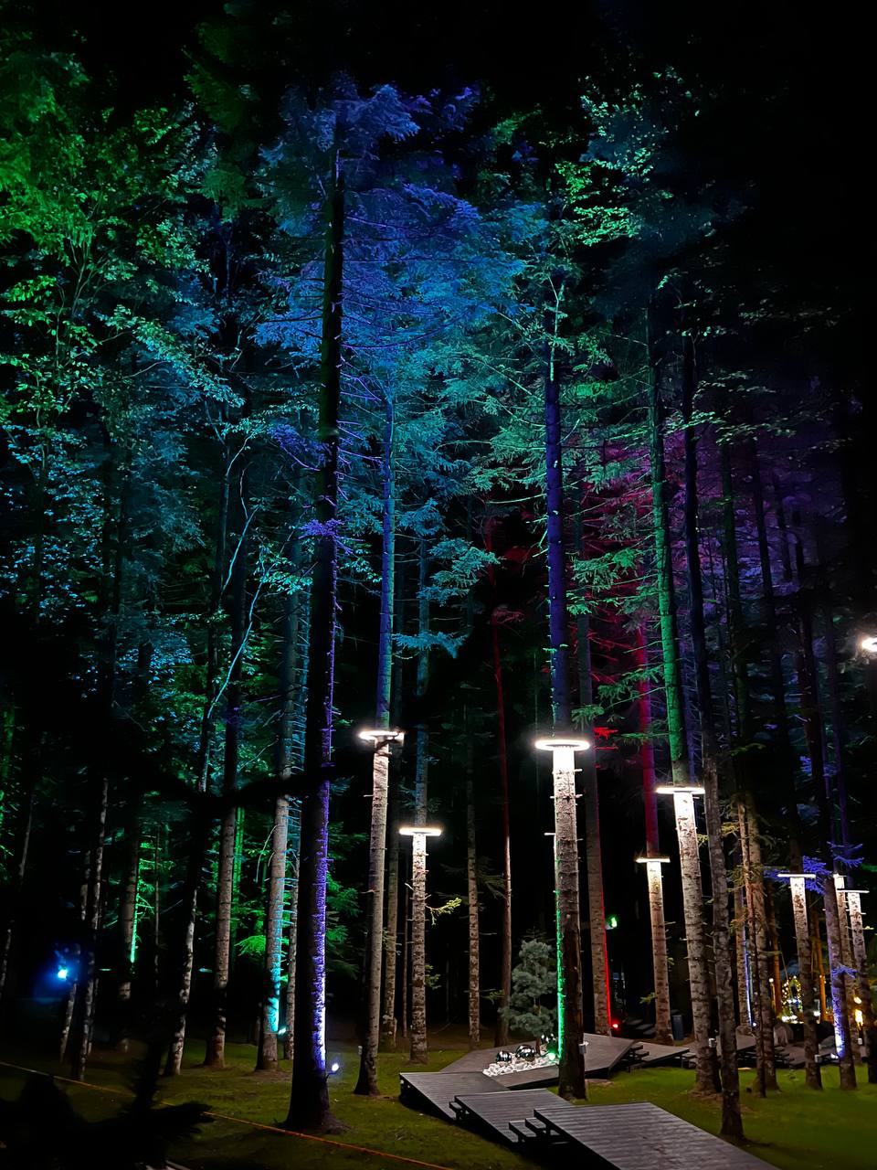 Фото Magic Forest