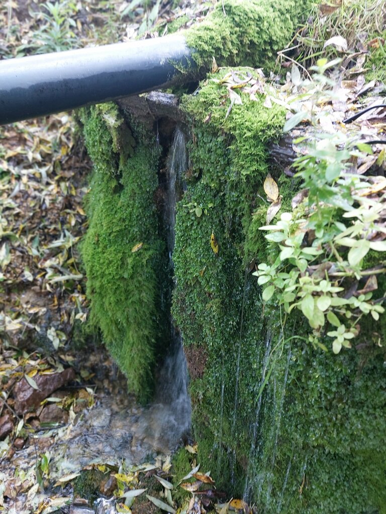 Spring, stream Spring, stream, Oryol Oblast, photo