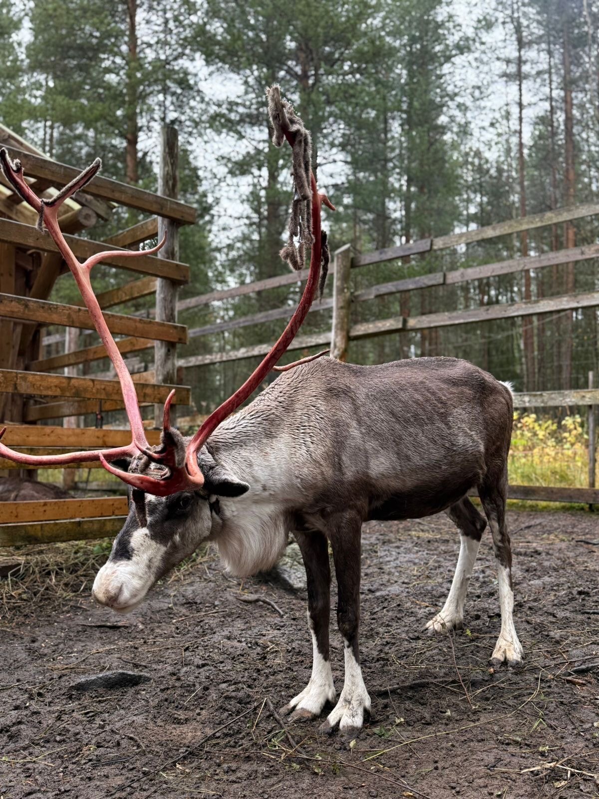 Фото Полярный круг