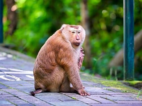 Внешний вид отеля Le Hua в Пхукете (город), фото 4