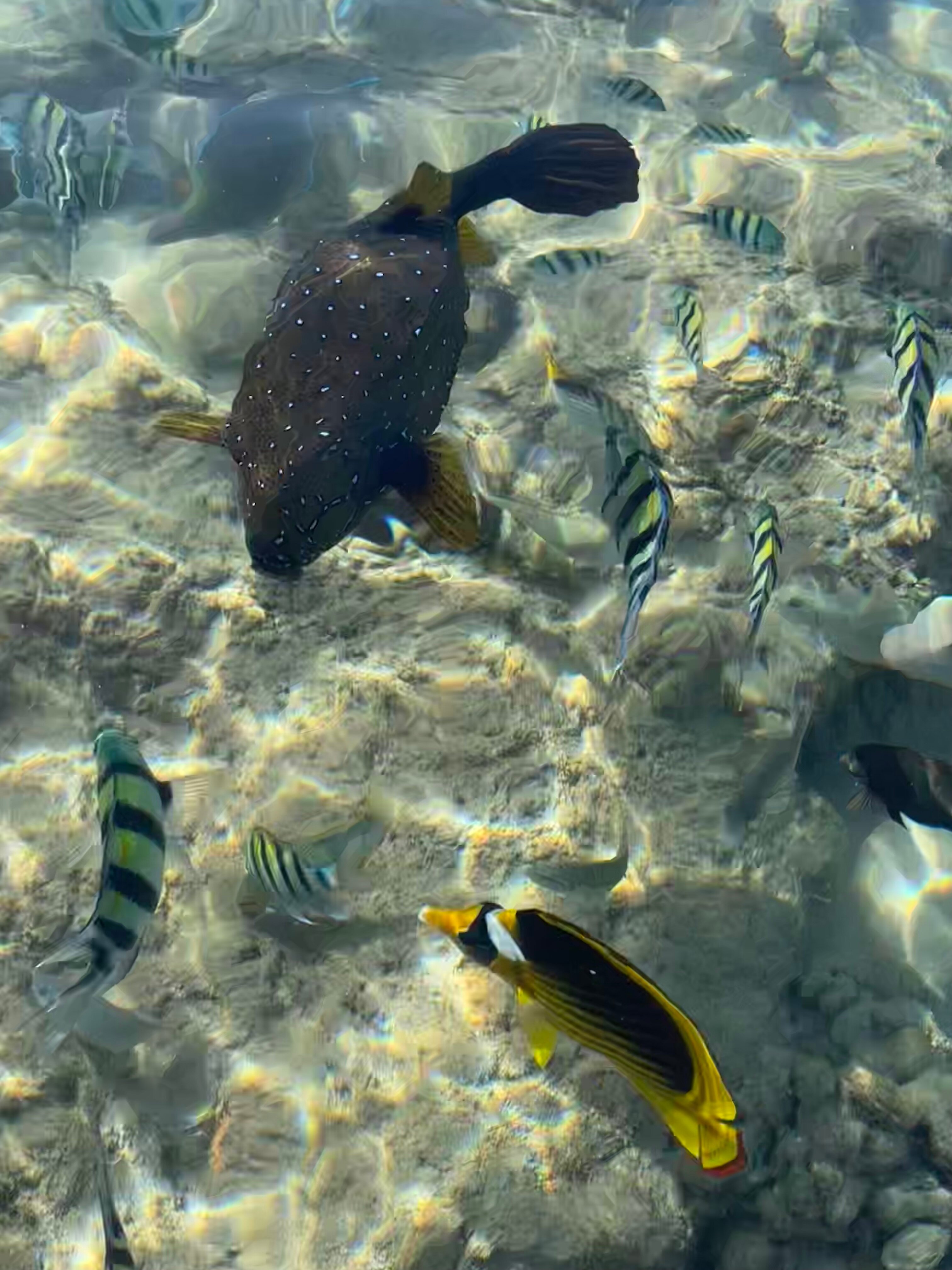 Фото Pickalbatros Palace Resort