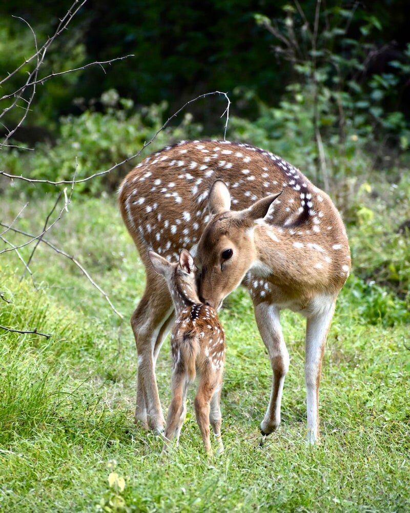 Фото Shikarbadi Hotel