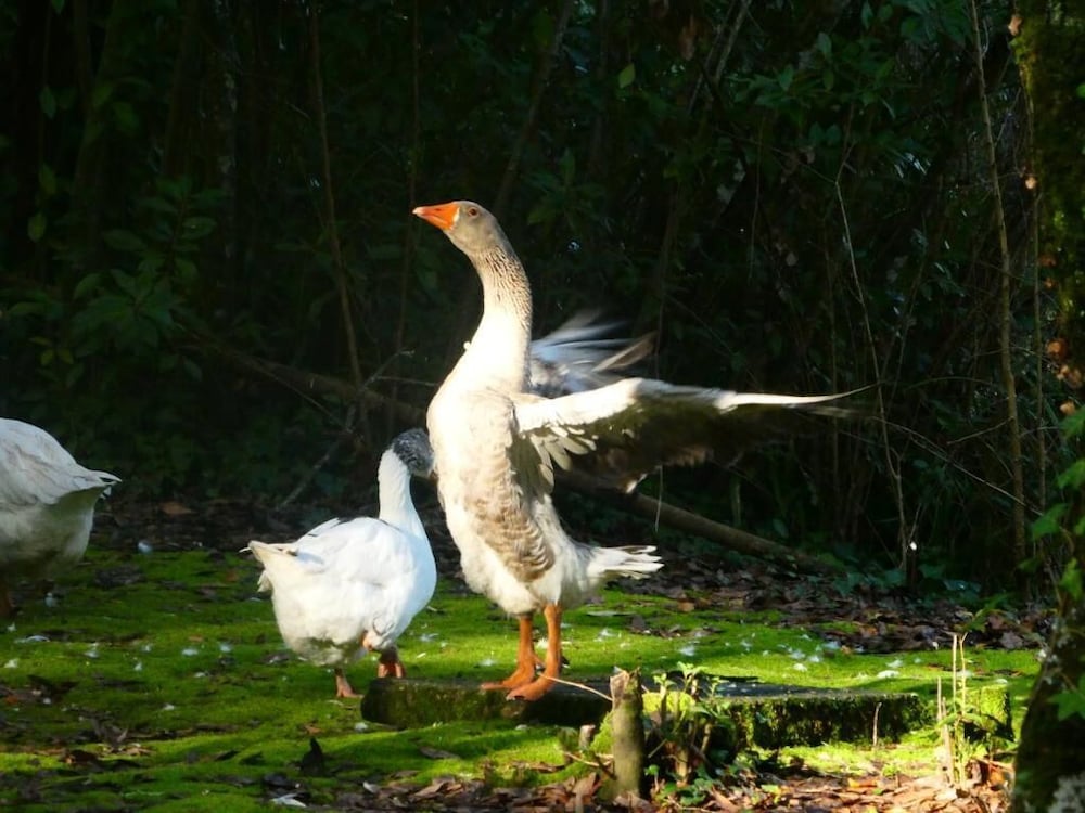Фото Hotel das Termas Curia