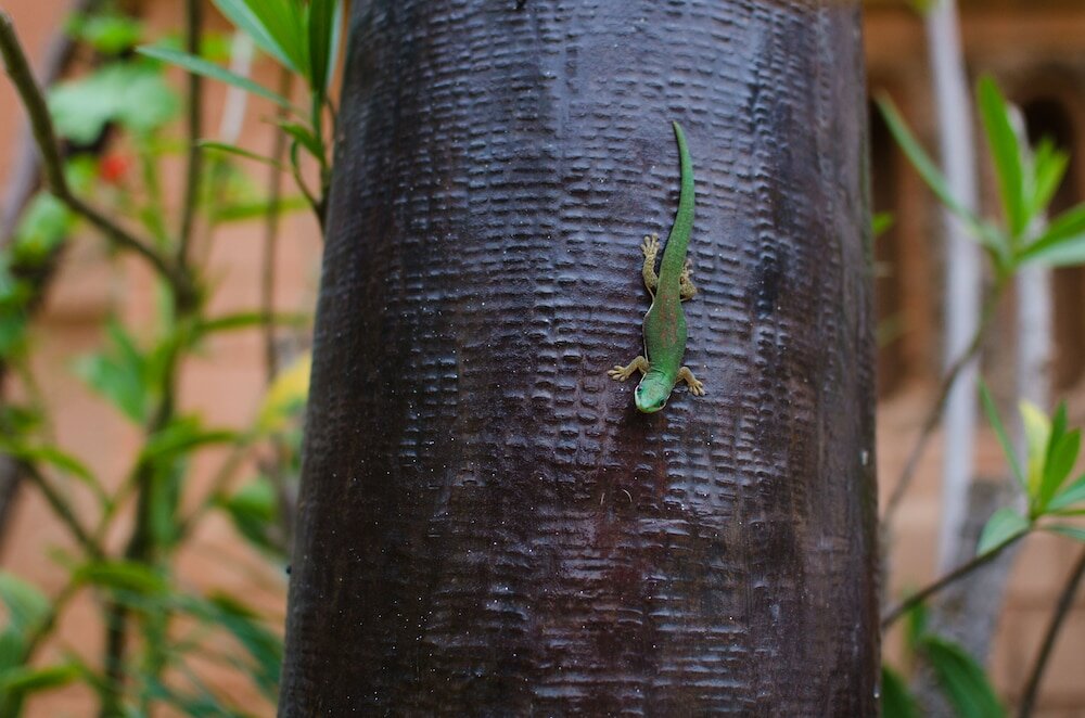 Фото Le Pavillon de l'Emyrne
