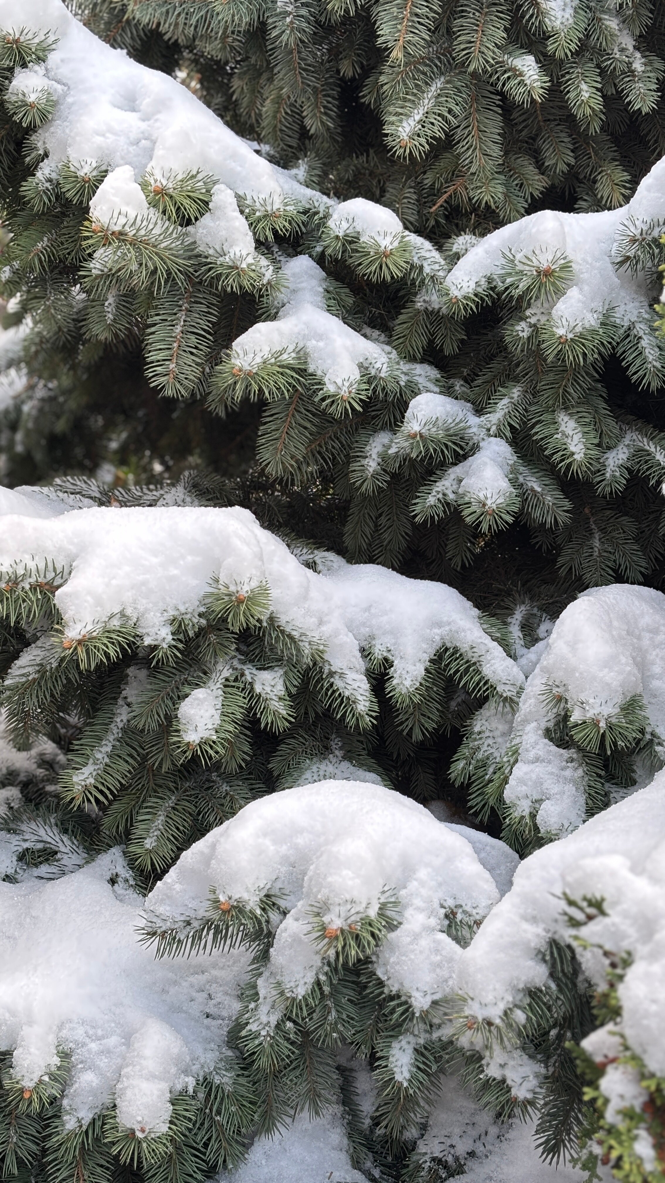 Фото Kausar Hotel
